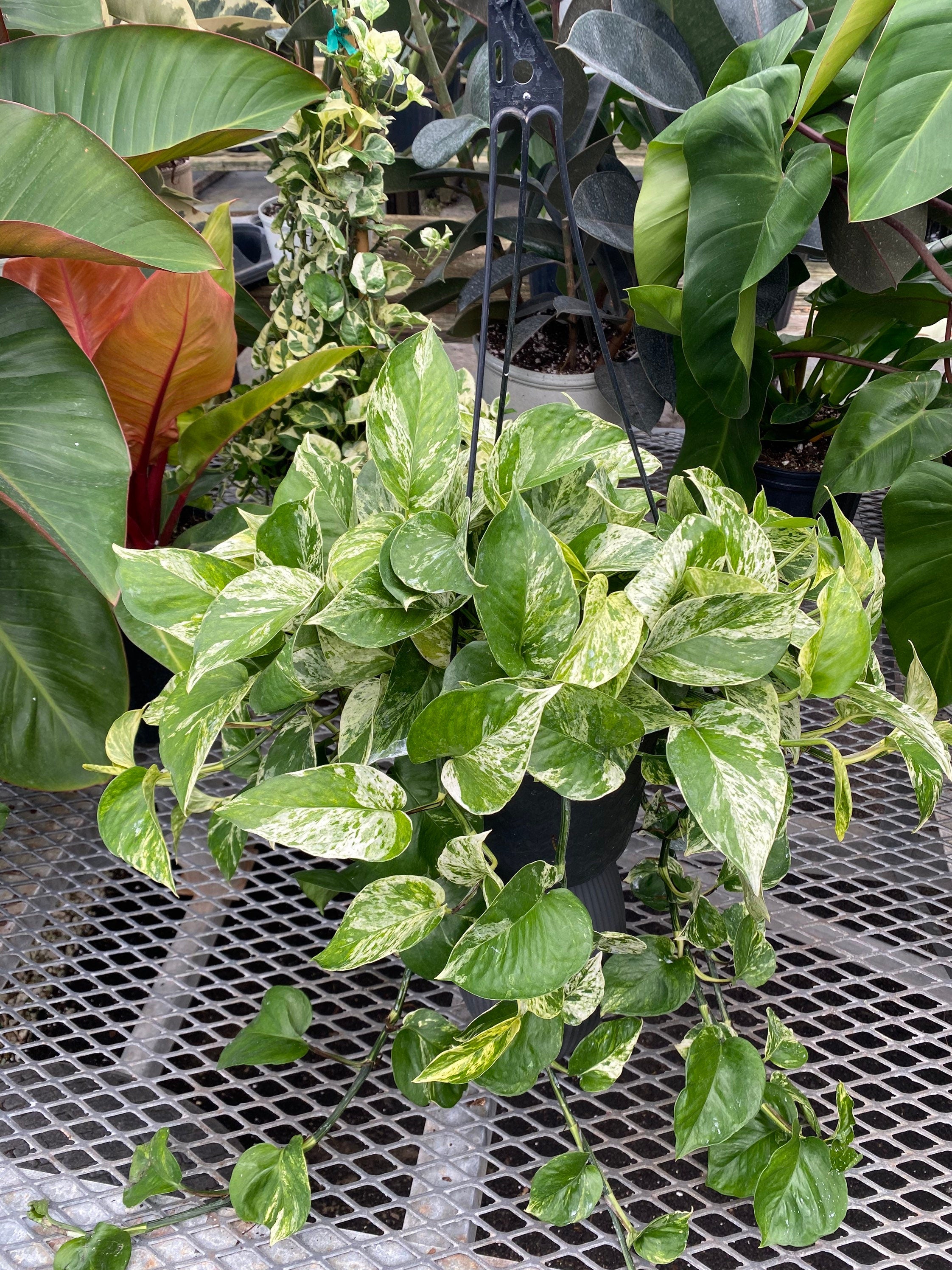 upper view of Pothos Marble Queen in Hanging Basket, Live Patio Plant