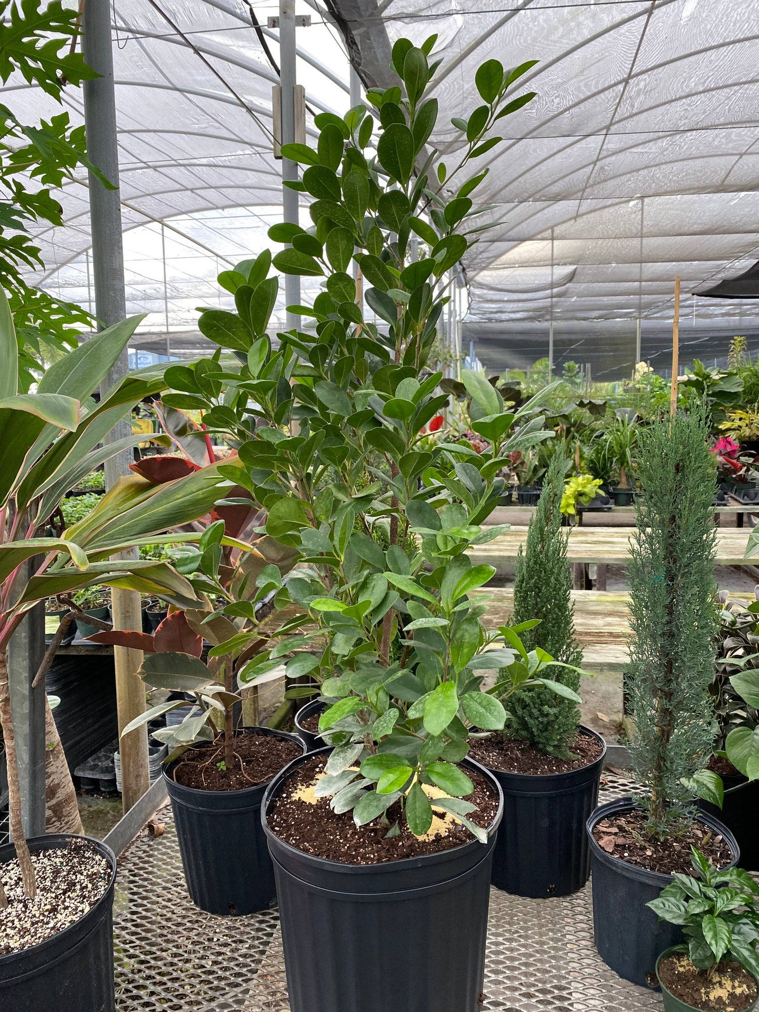 Ficus Moclame Bush, Ficus Microcarpa Daniella in a nursery