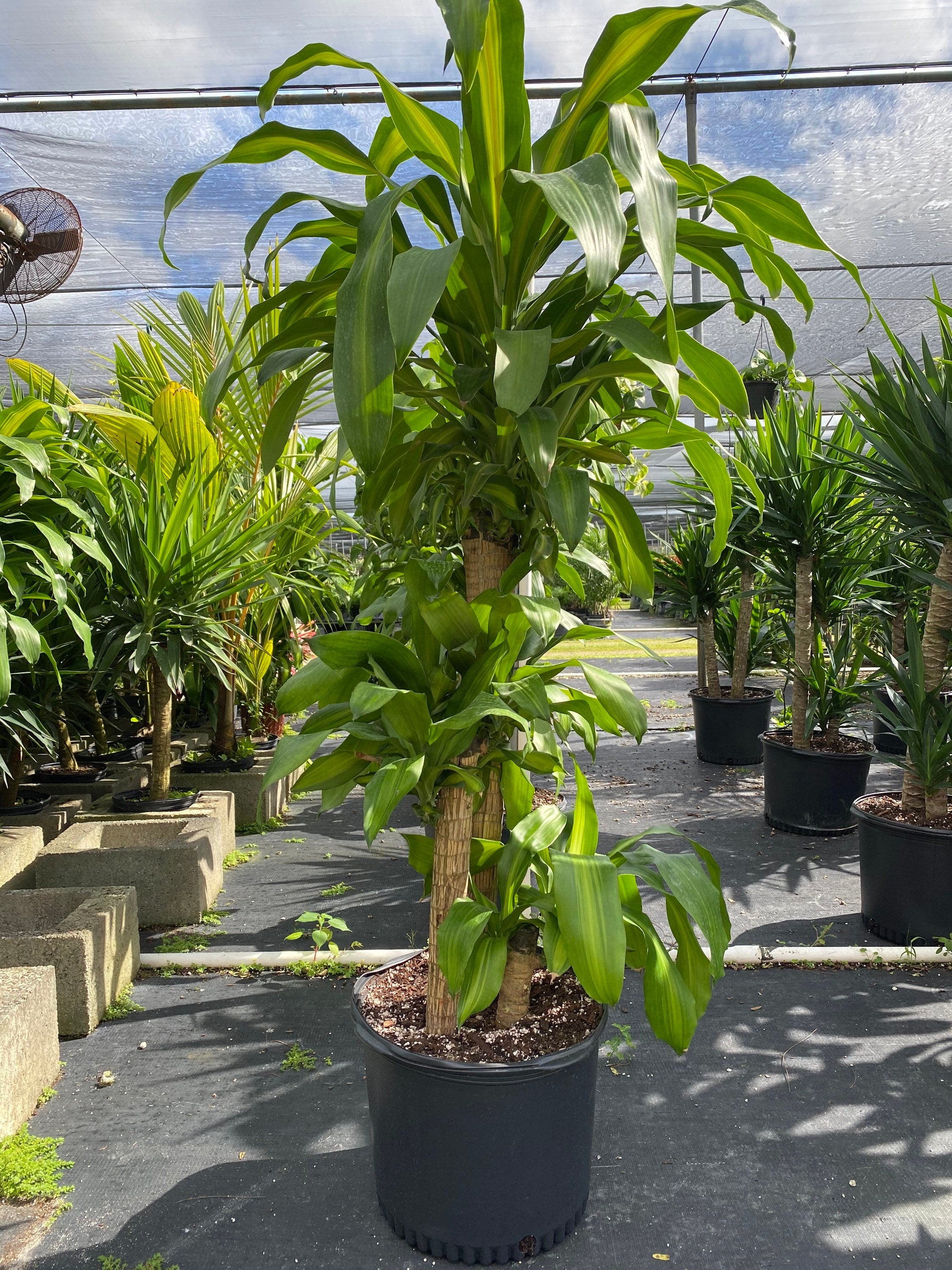 multiple Dracaena Mass Cane Corn Plant Massangeana, 2 Stem Staggered outside