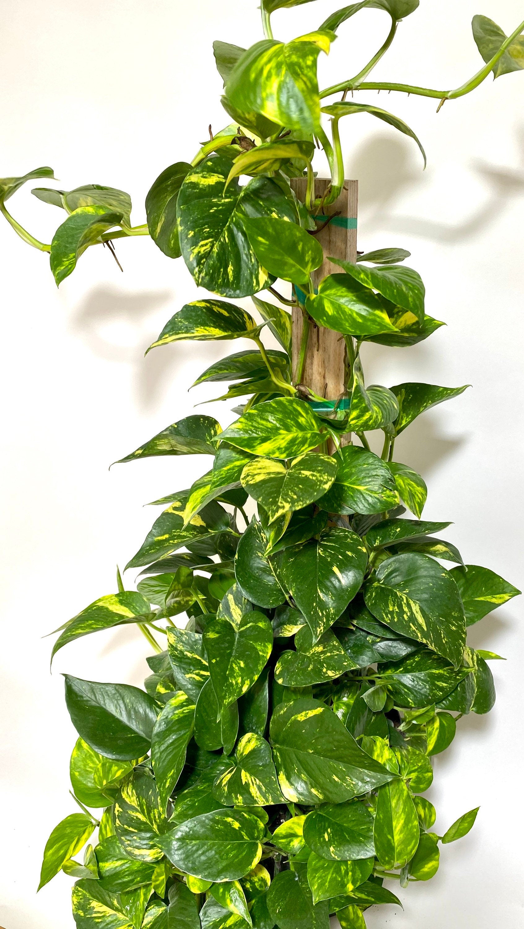 Golden Pothos in Trellis, Epipremnum Aureum