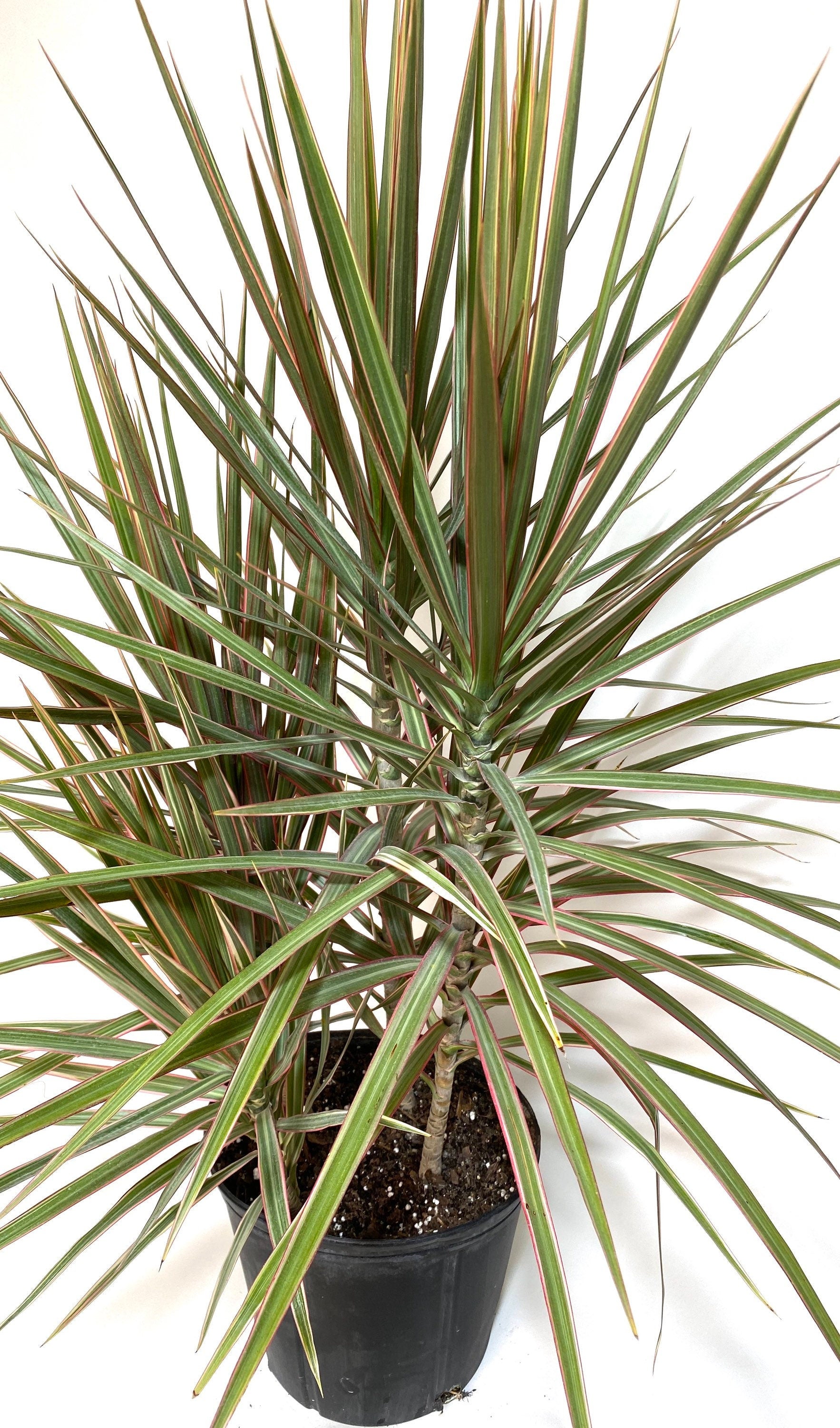 Dracaena Dragon Tree Bicolor Bush