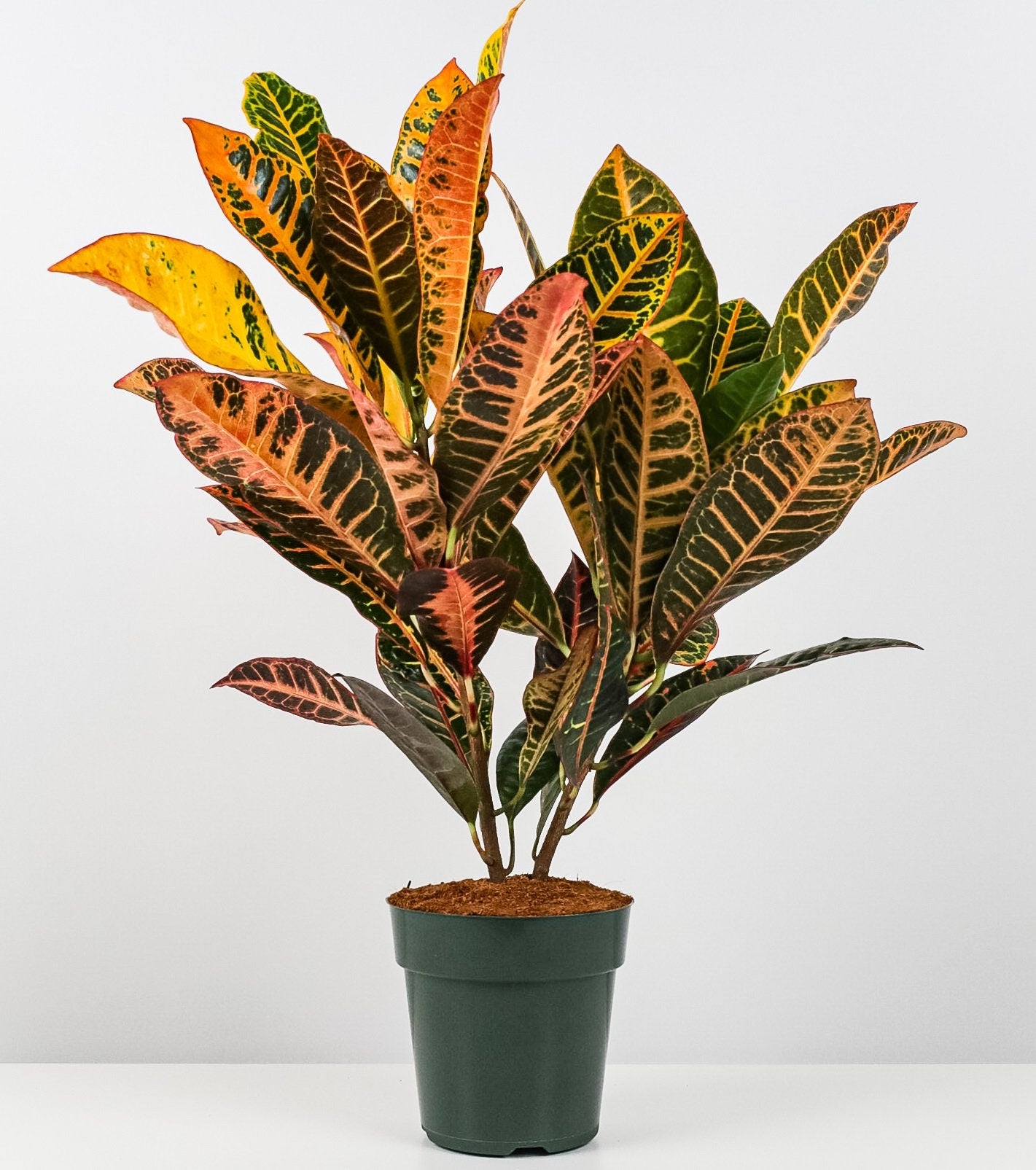 Croton Petra, Codiaeum Variegatum, Live Indoor Plant