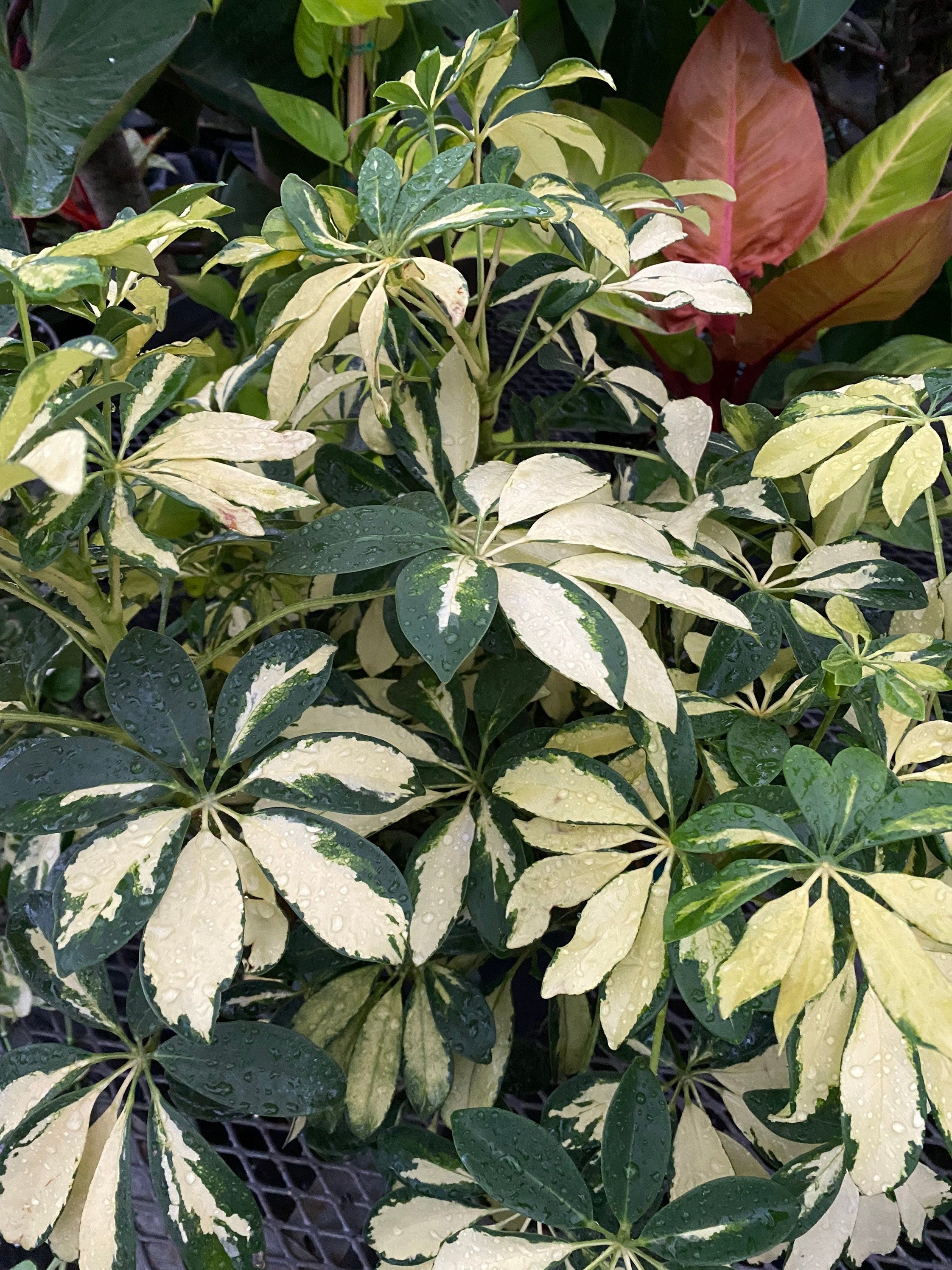 upper view of Trinette Arbaricola, Umbrella Tree Live Plant