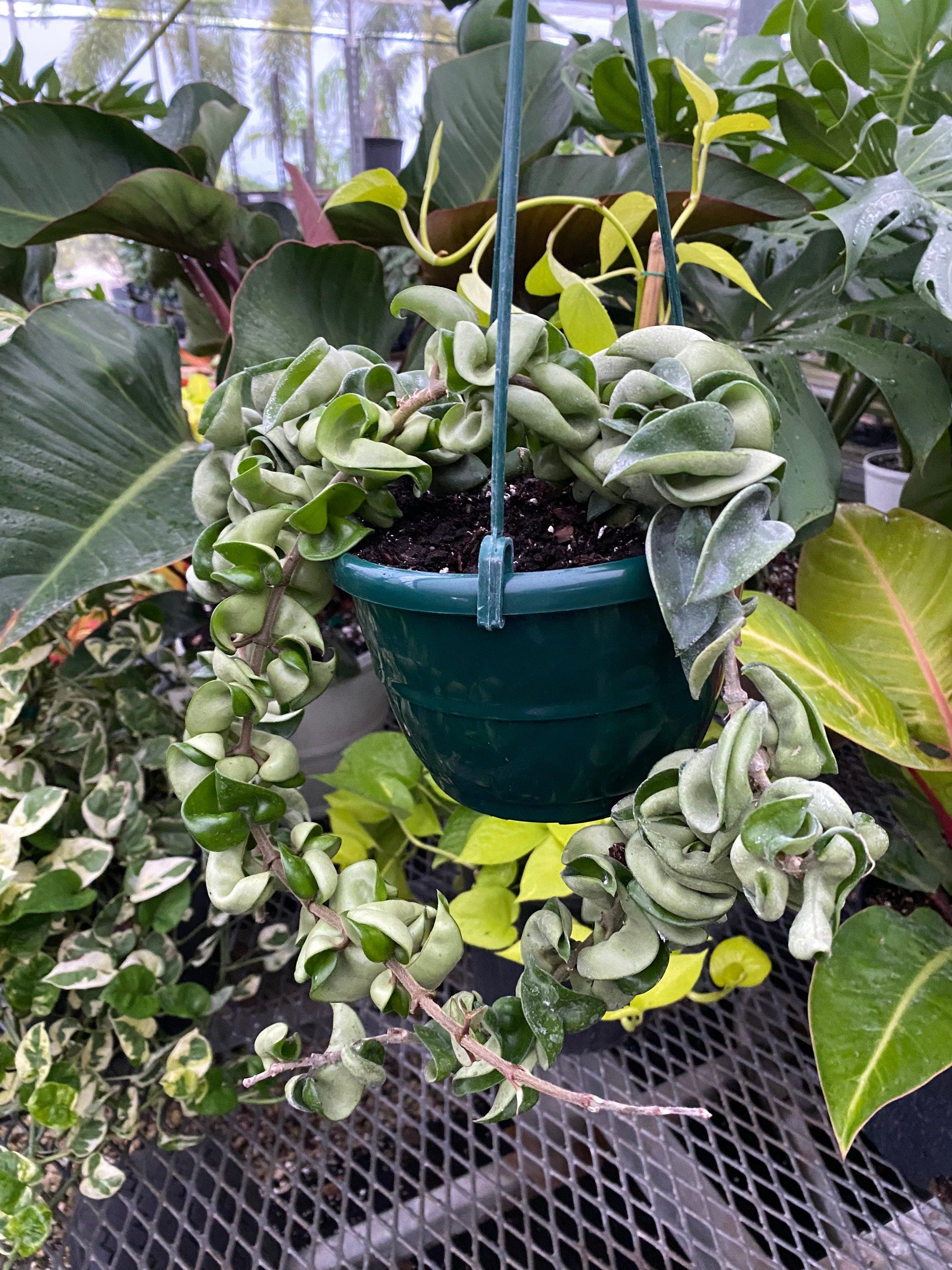 front view of Hoya Carnosa Hindu Rope in Hanging Basket, Krinkle Kurl