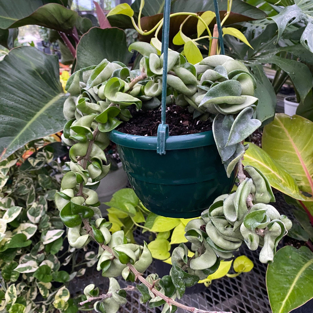 front view of Hoya Carnosa Hindu Rope in Hanging Basket, Krinkle Kurl