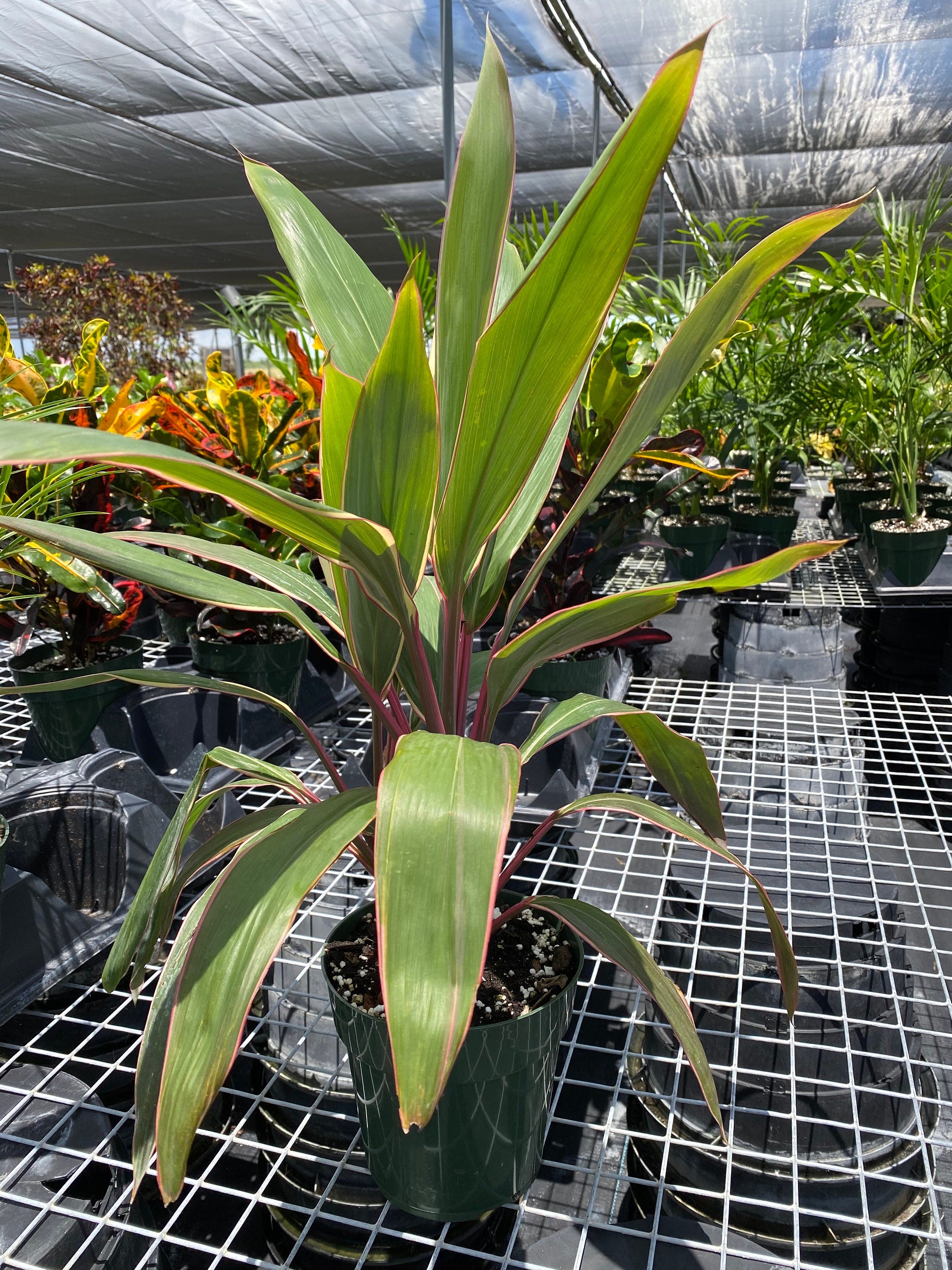 front view of Cordyline Fruticosa Pink Diamond, Good Luck Plant
