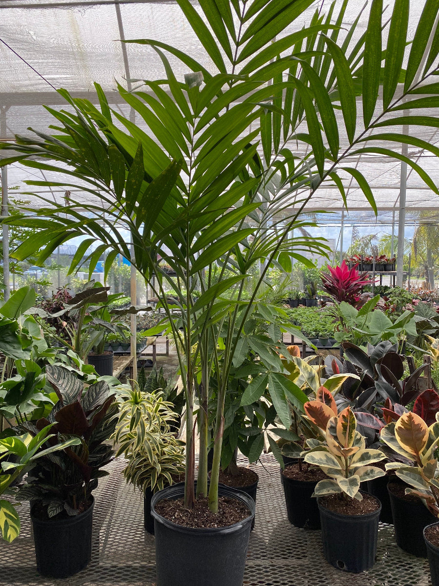 A potted Christmas Palm Triple featuring slender, clustered trunks and lush, feathery green fronds, planted in a black nursery pot.