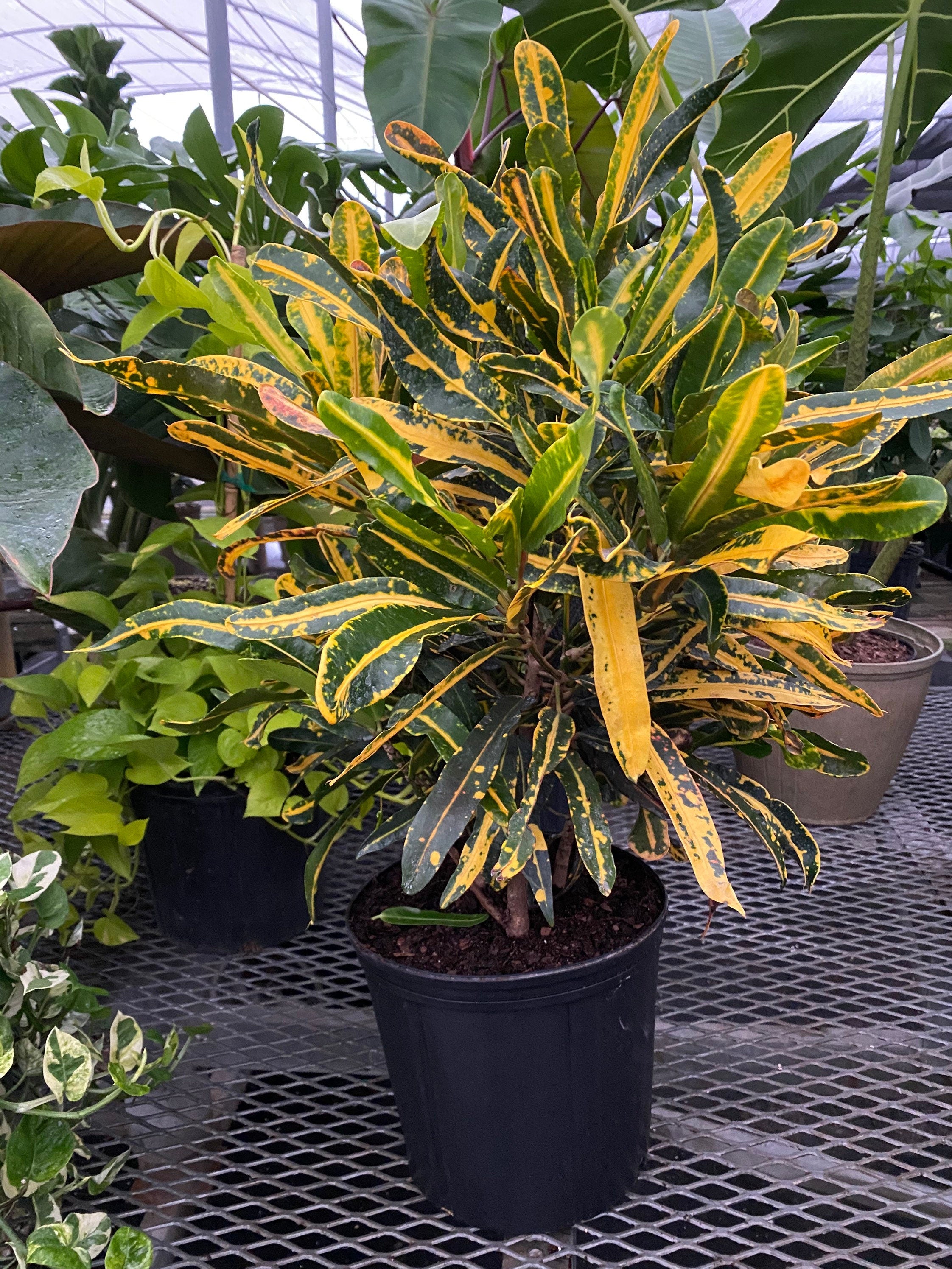 Croton Mammy Yellow, Mammey Live Tropical Plant Indoor or Outdoor in a pot