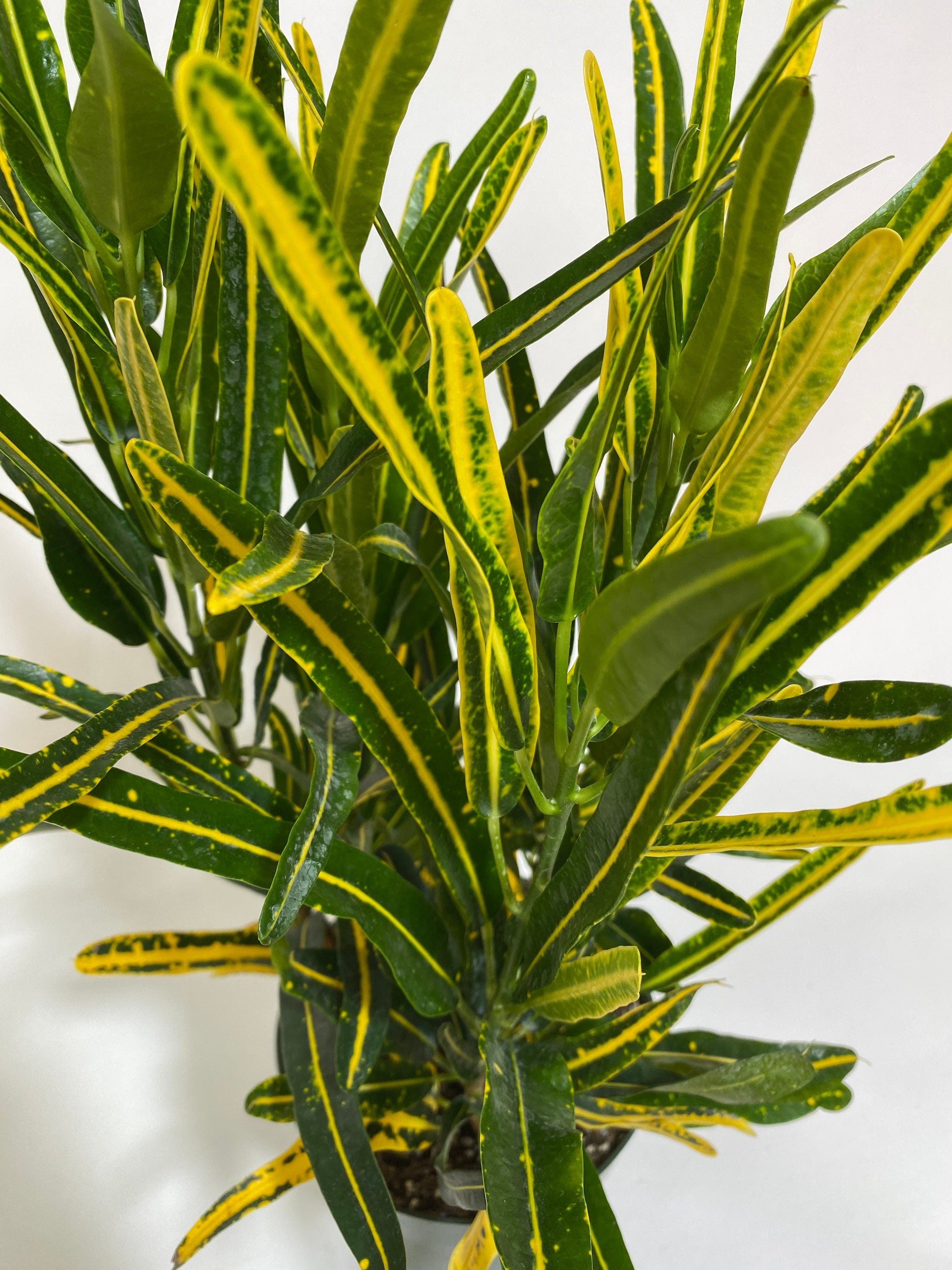 Croton Banana Yellow, Live Tropical Plant indoor or Outdoor leaf close view