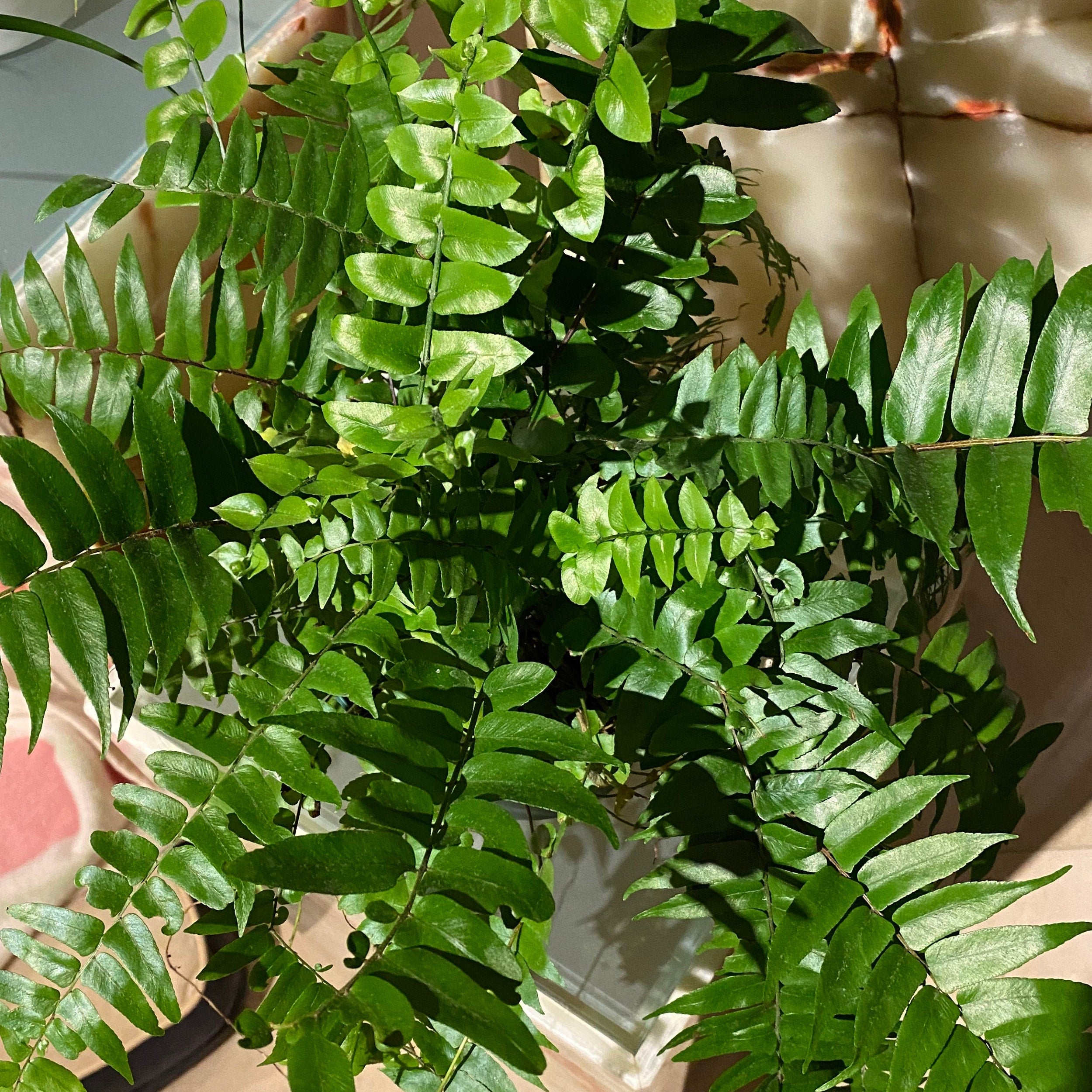 leaves of Fern Macho Giant Sword Fern