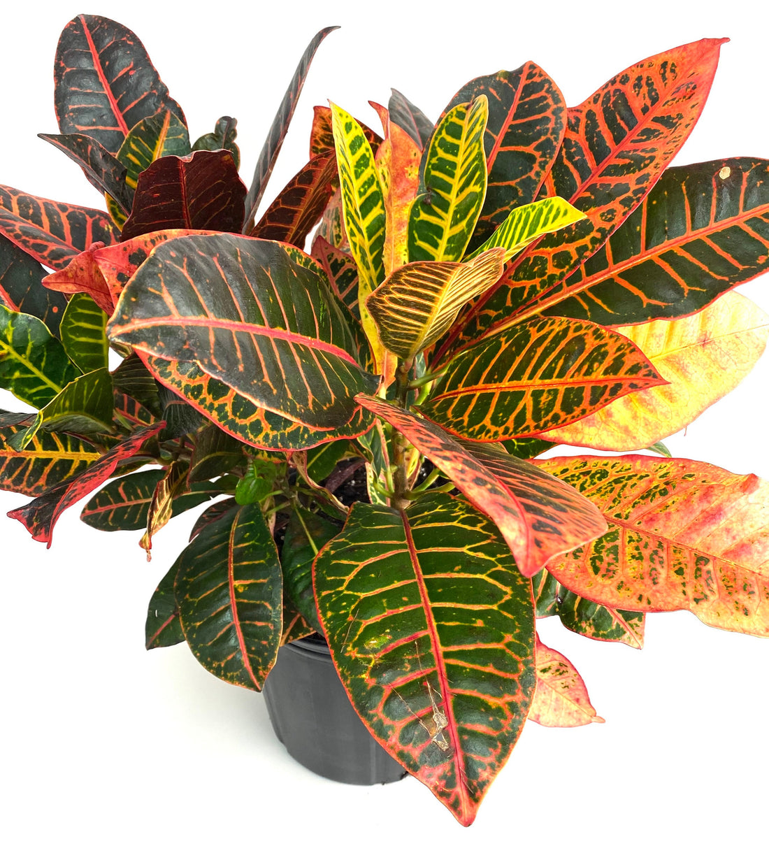 Croton Petra, Codiaeum Variegatum, Live Indoor Plant