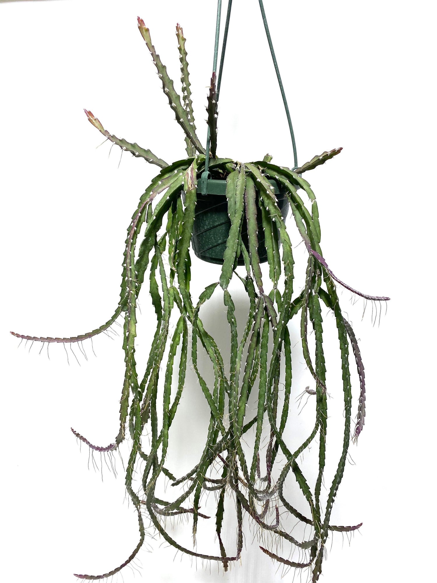 Lepismium Cruciforme Purple, Hurricane Cactus, Stunning Hanging Plant Vines hanging