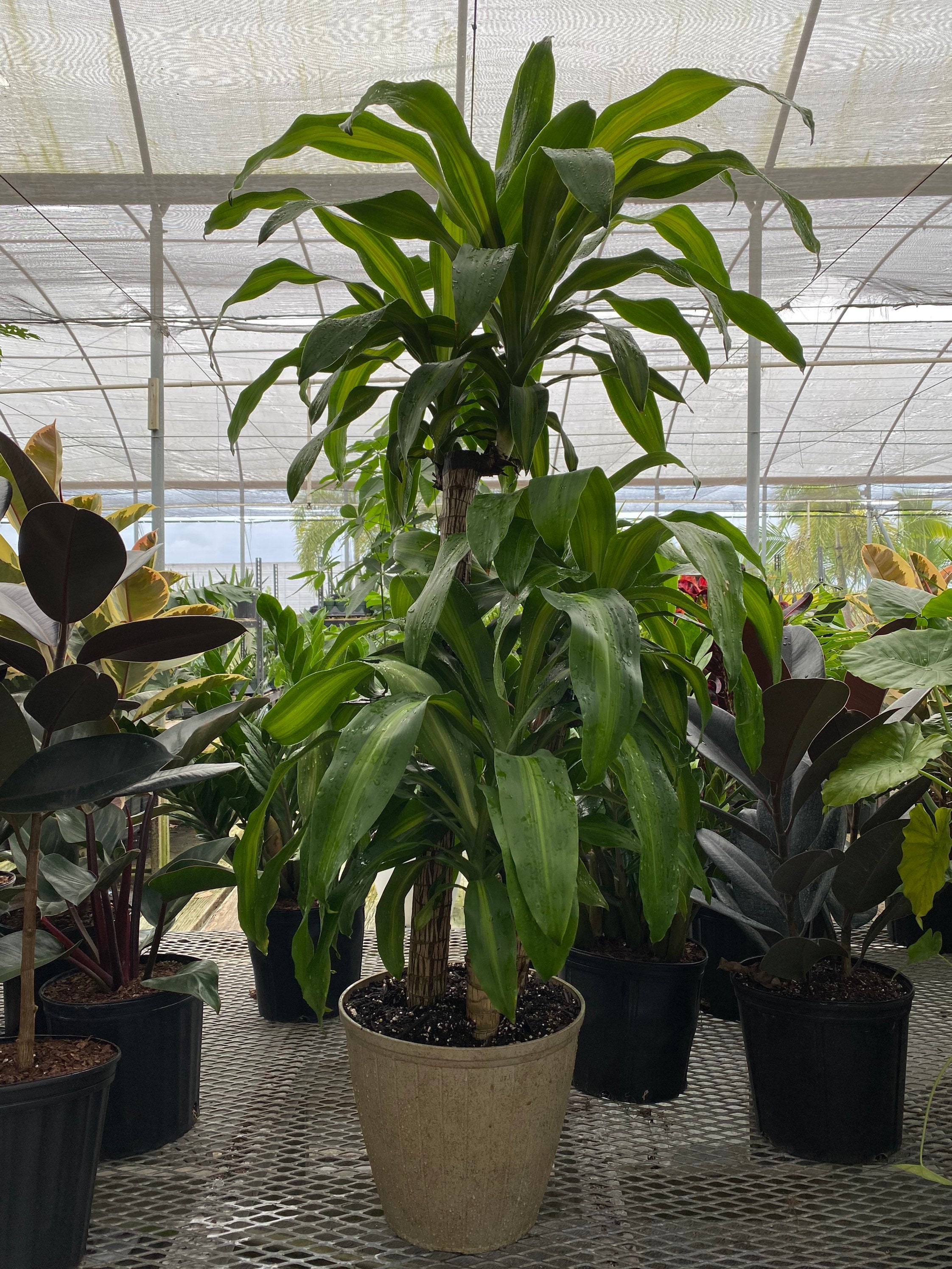 Dracaena Mass Cane Corn Plant Massangeana, 2 Stem Staggered
