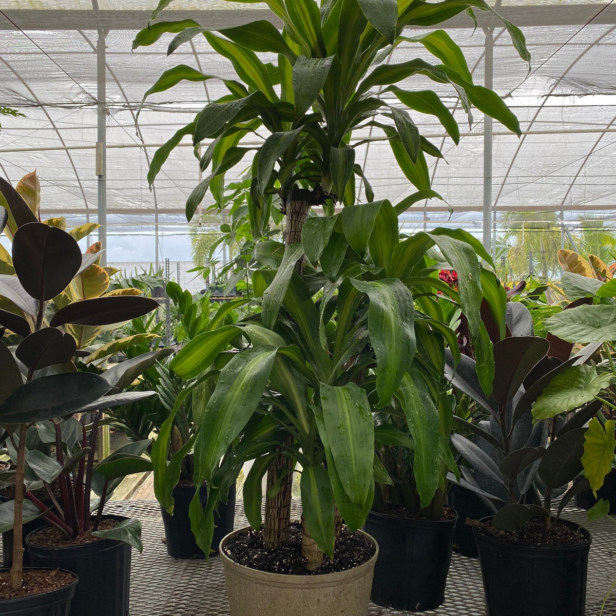 Dracaena Mass Cane Corn Plant Massangeana Potted plant in a greenhouse setting with other plants around