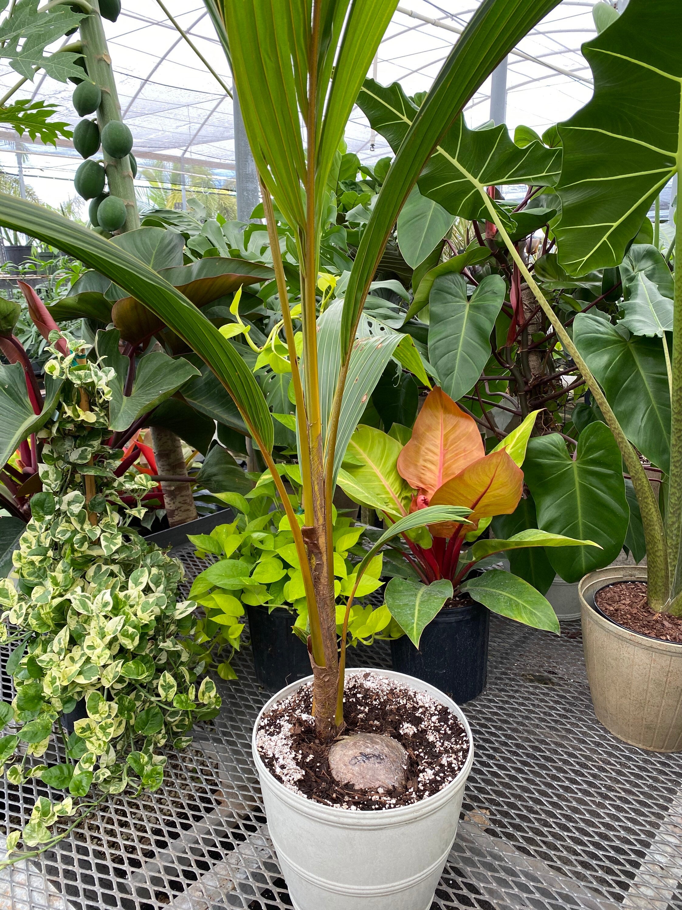 Coconut Tree Red Spicata, Exotic and Rare