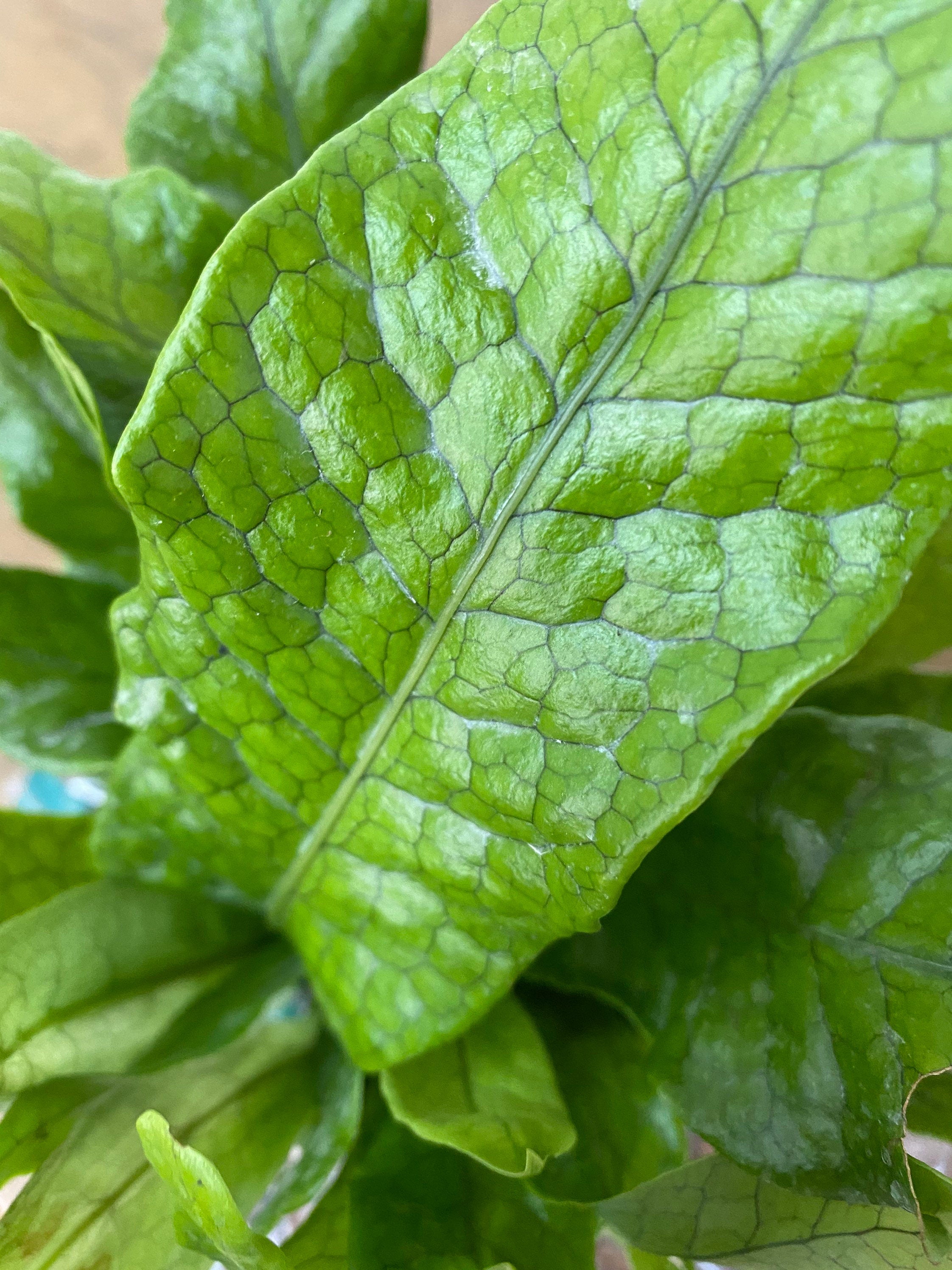 single leaf of Crocodile Fern, Crocodylus Fern