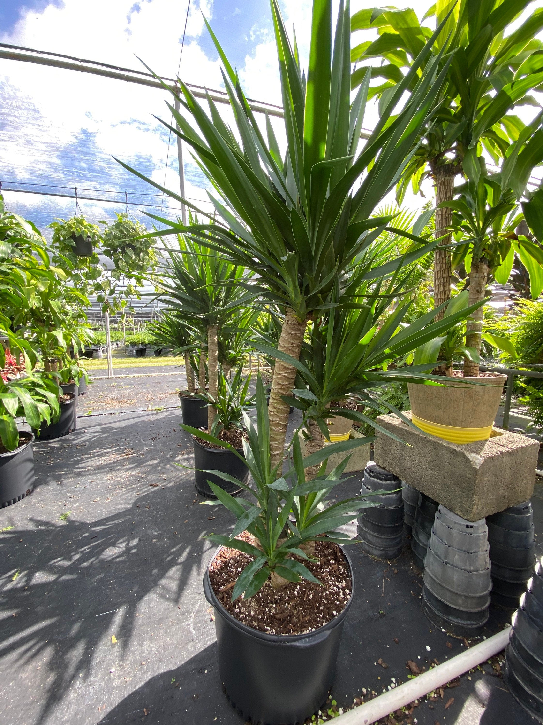 multiple Dracaena Yucca Cane, Yucca Gigantea 3 Stem Staggered in a nursery