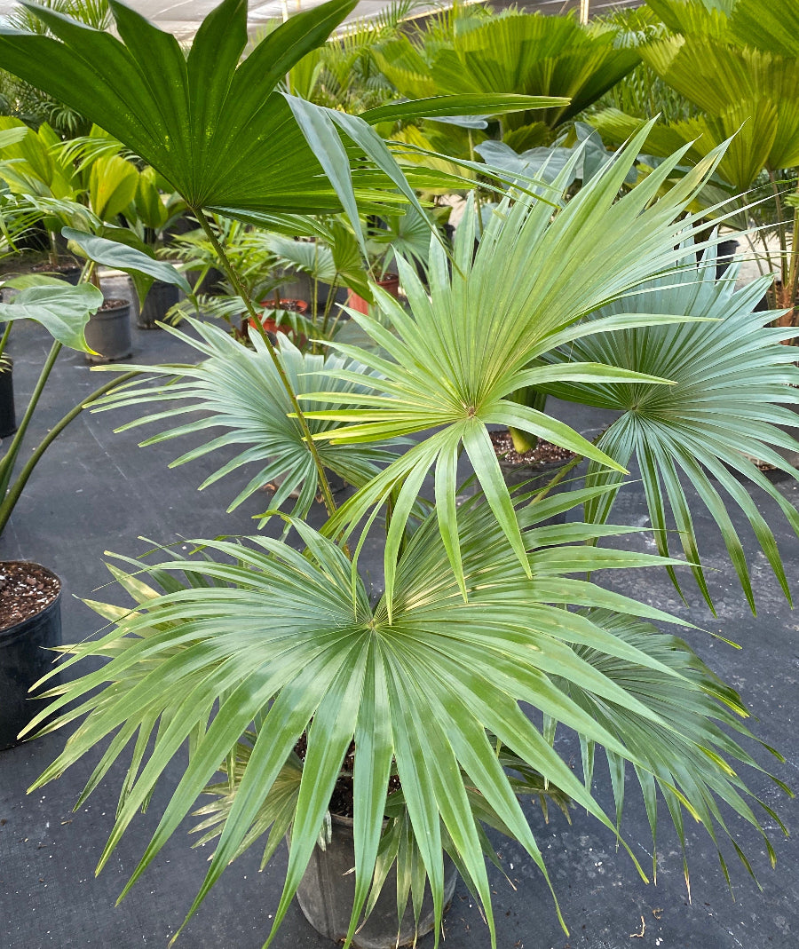 A potted Livistona Roundleaf Fan Palm featuring wide, green fan-shaped fronds, sitting in a black nursery pot