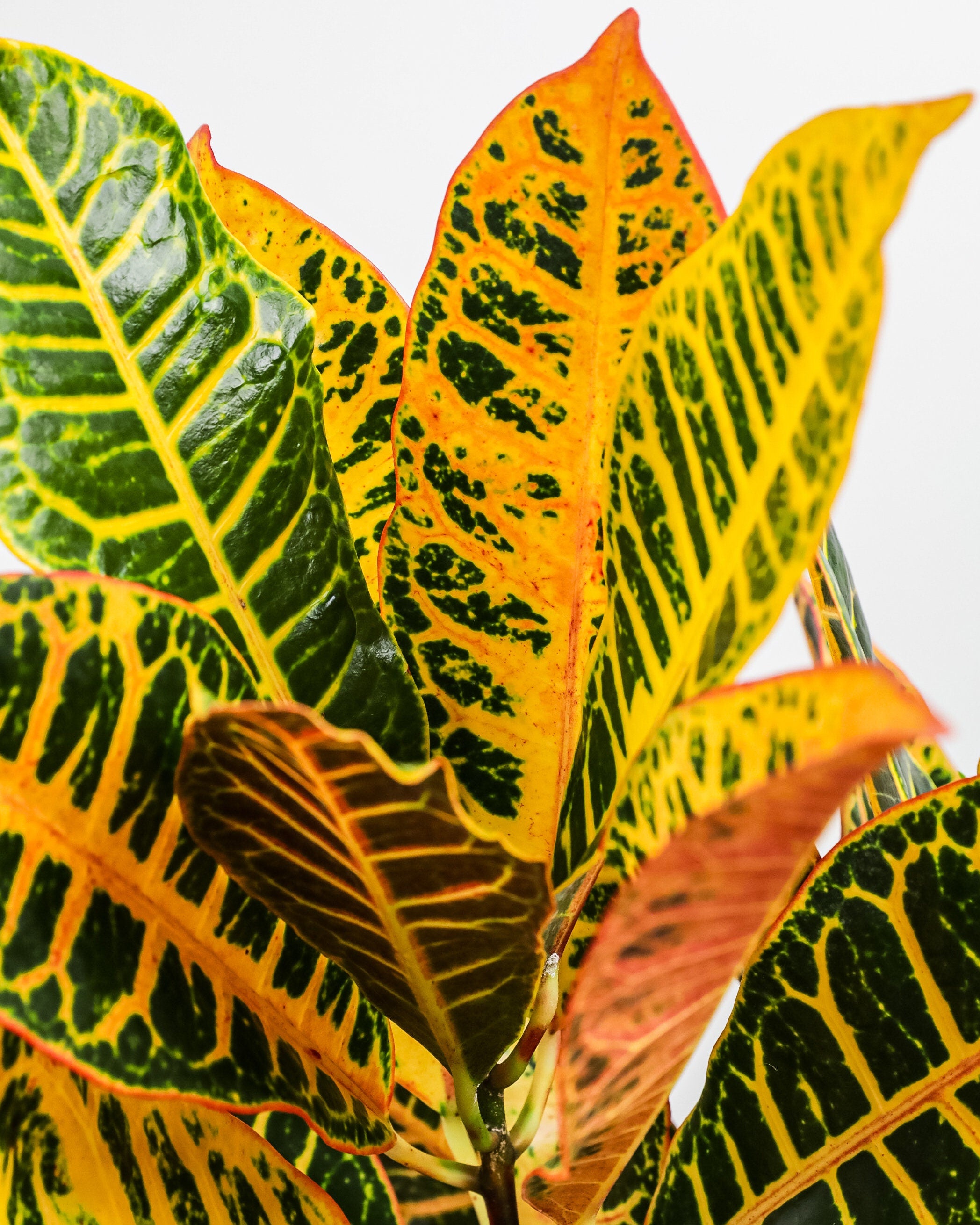 Croton Petra, Codiaeum Variegatum, Live Indoor Plant