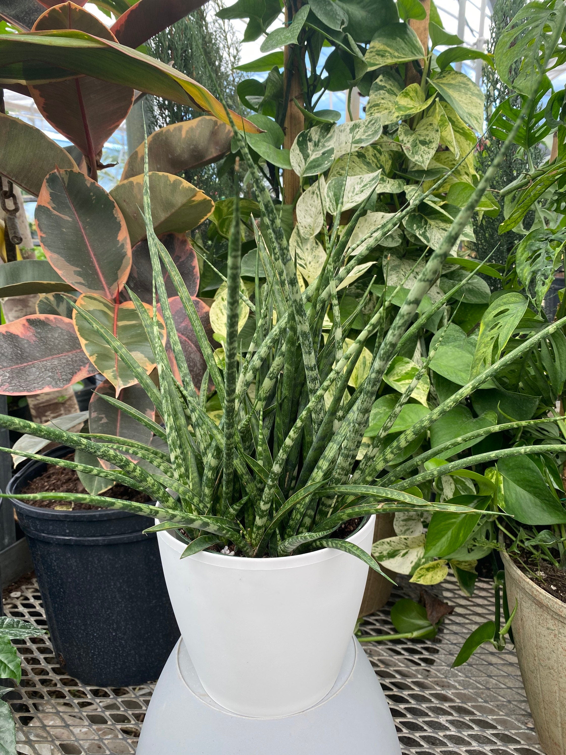 close view of Sansevieria Fernwood Mikado in White Deco Pot