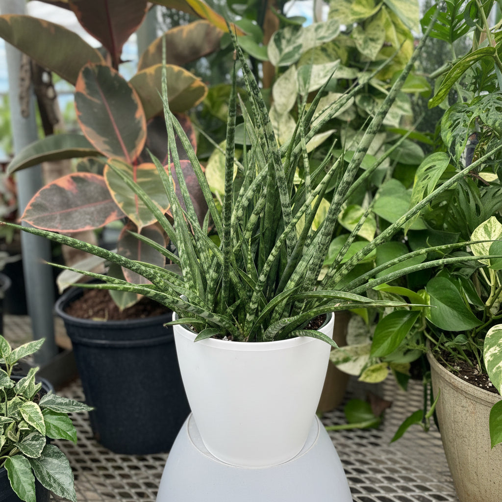 close view of Sansevieria Fernwood Mikado in White Deco Pot