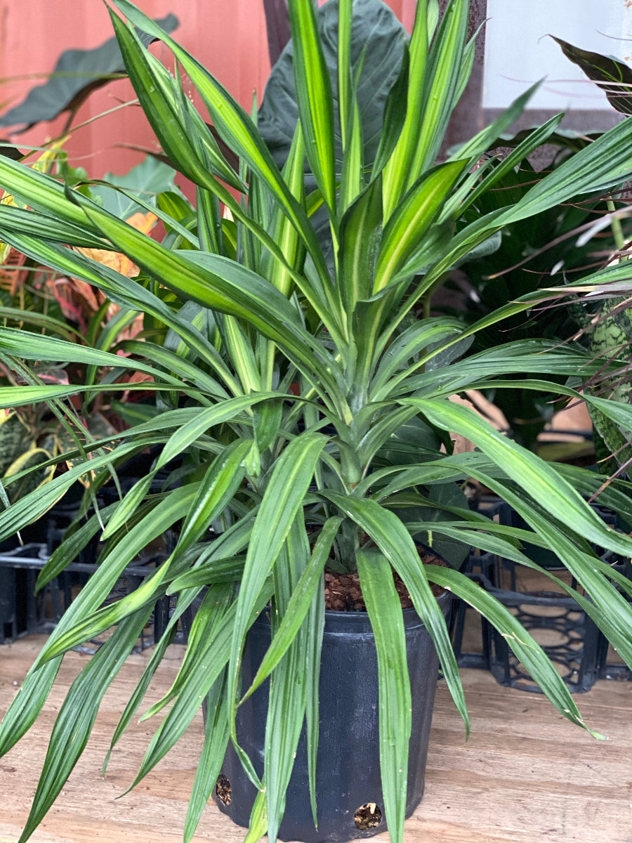 A potted Dracaena Rikki