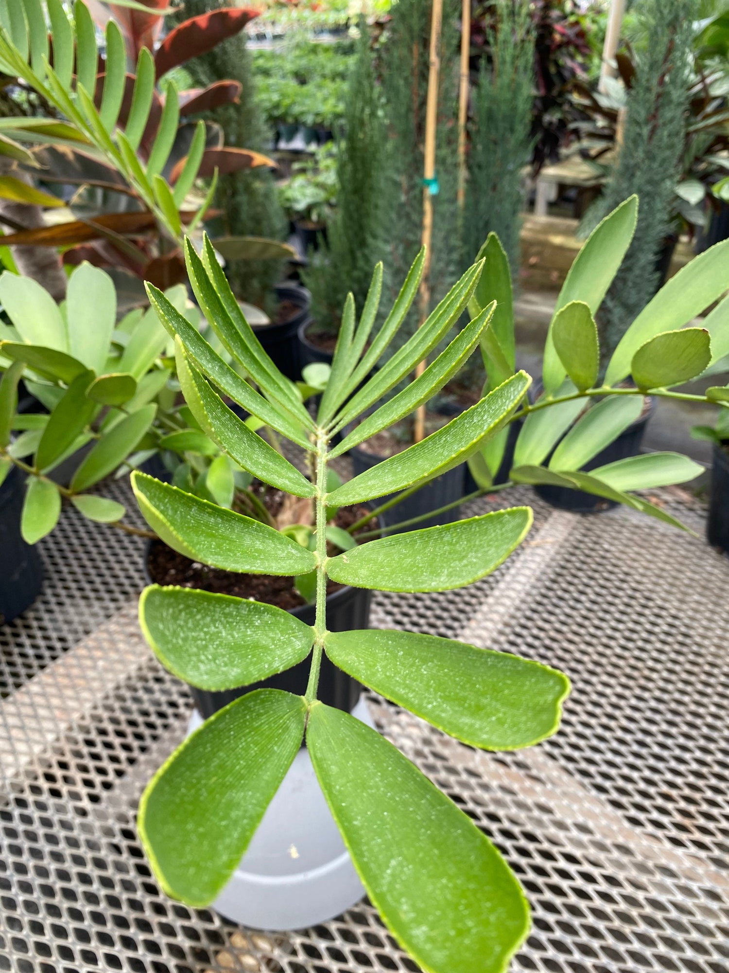 Cardboard Palm Tree, Zamia Furfuracea Cycad