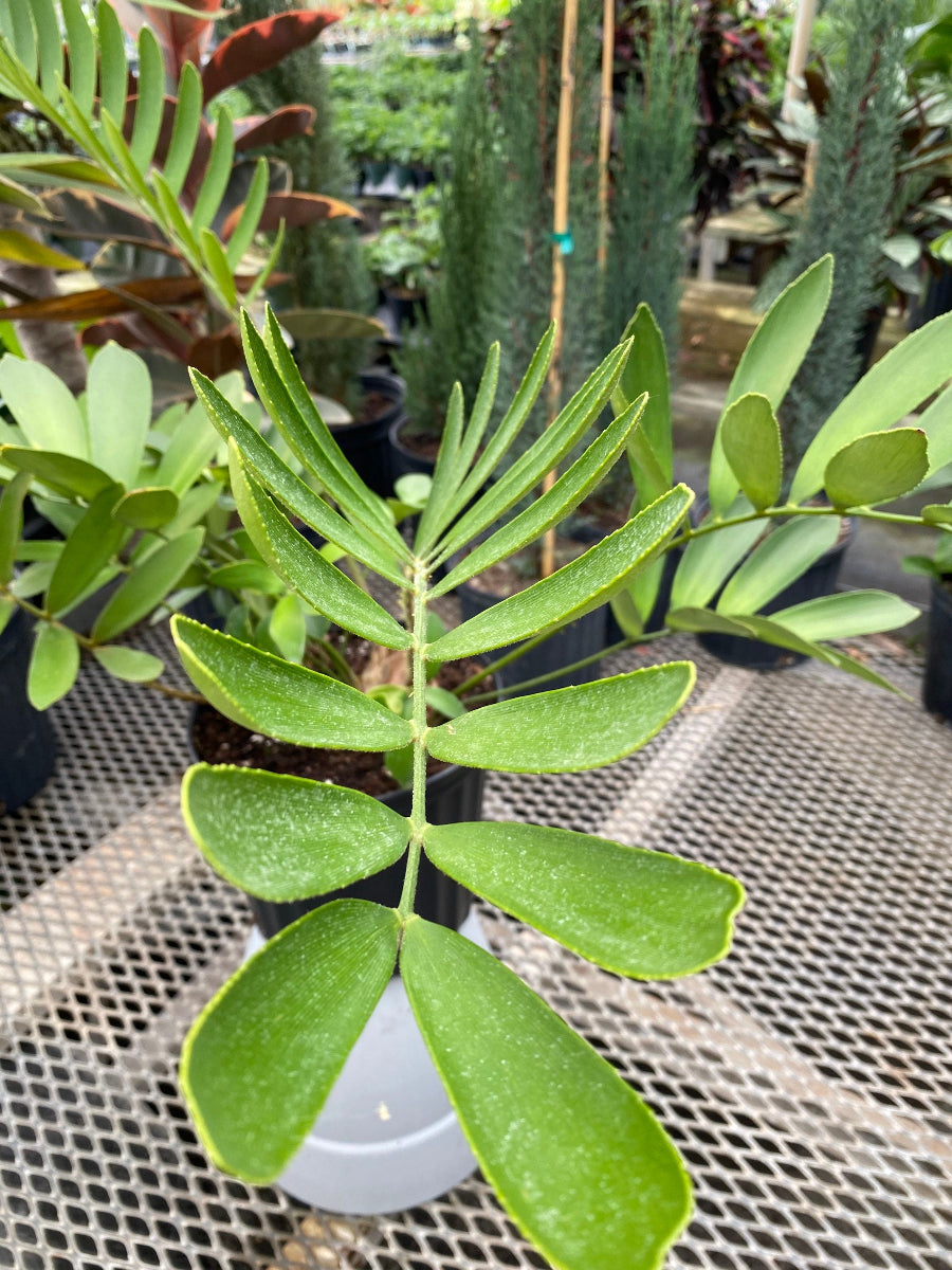 A potted Cardboard Palm Tree (Zamia furfuracea Cycad) featuring stiff, textured green fronds