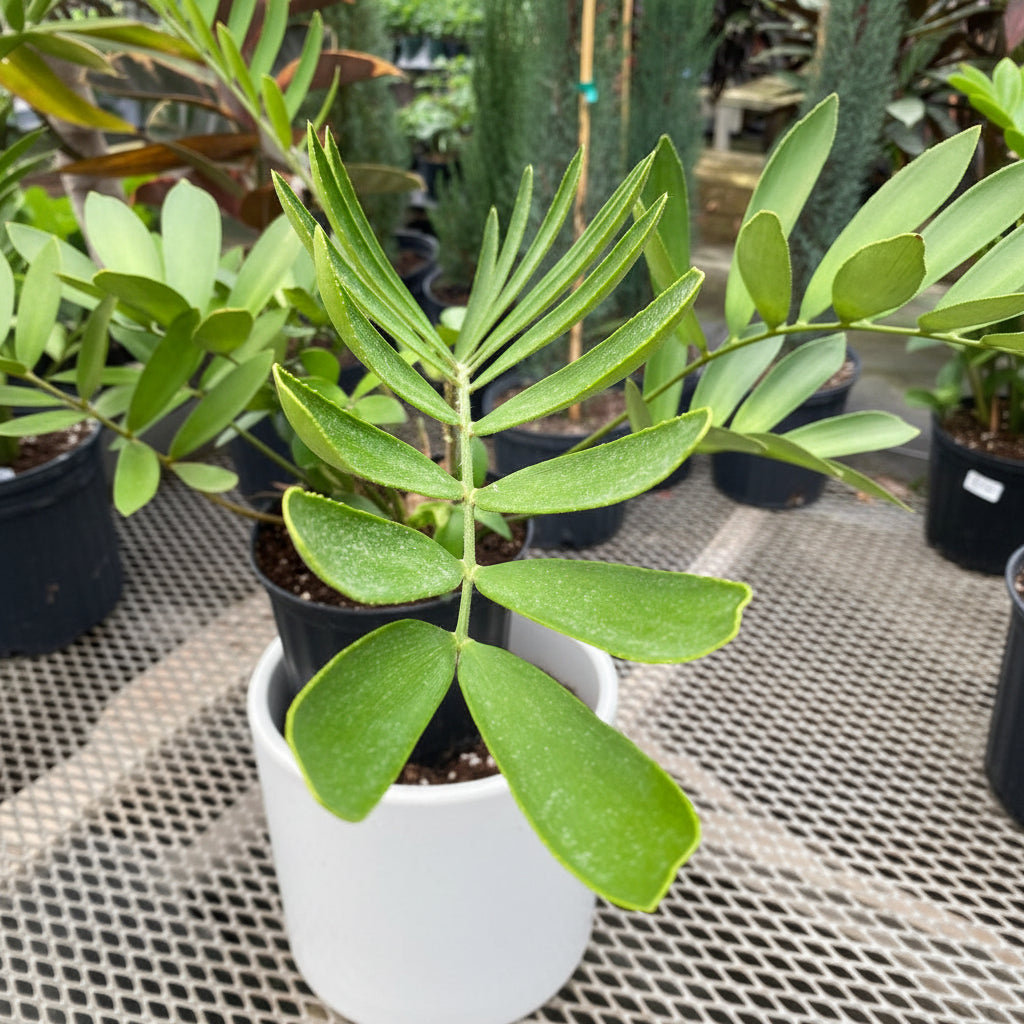 A potted Cardboard Palm Tree (Zamia furfuracea Cycad) featuring stiff, textured green fronds