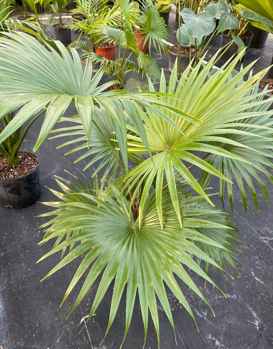 A potted Livistona Roundleaf Fan Palm (Livistona rotundifolia) featuring wide, green fan-shaped fronds, sitting in a black nursery pot