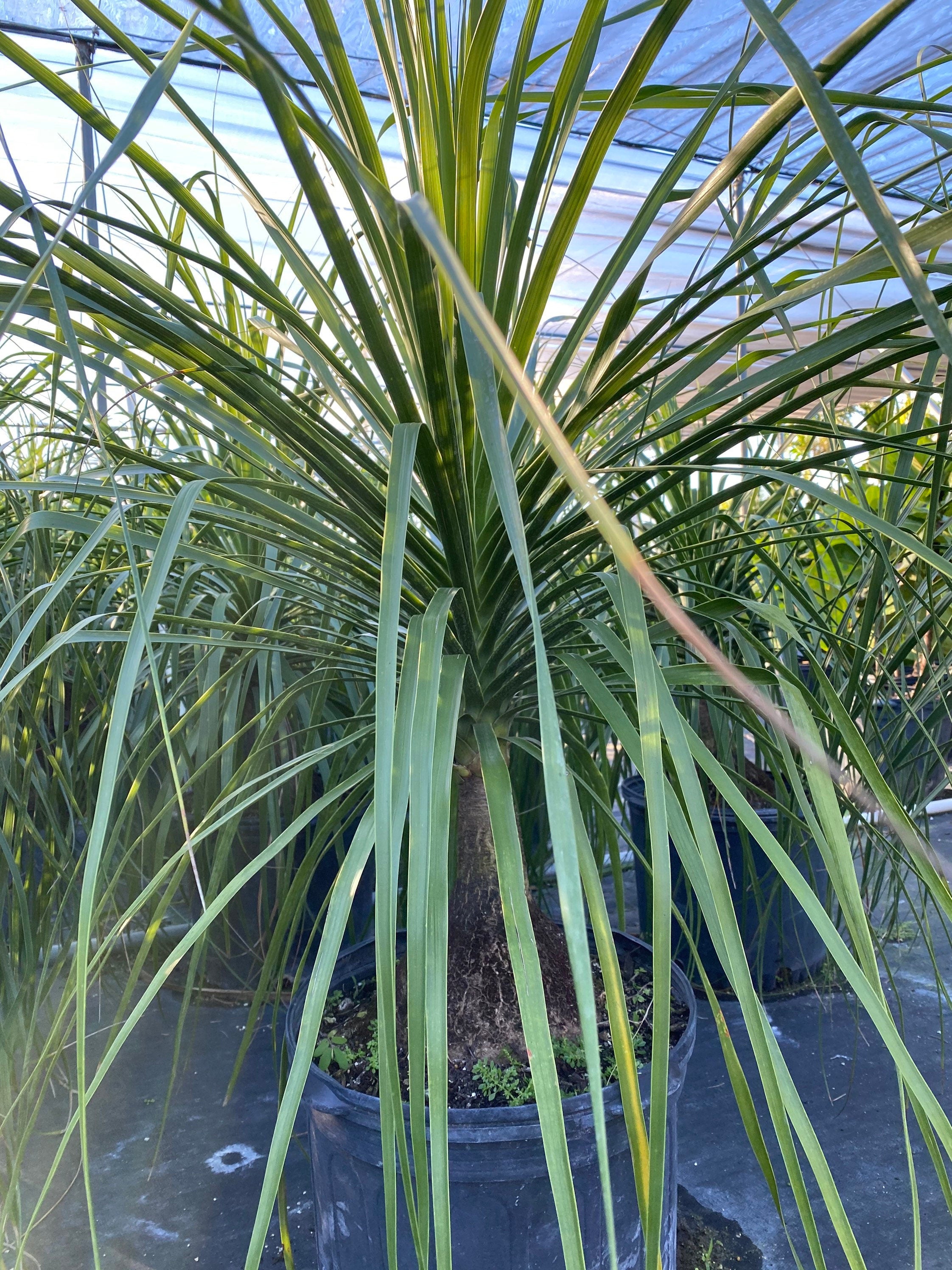 Palm Ponytail Mexican, Elephant Foot Live Plant