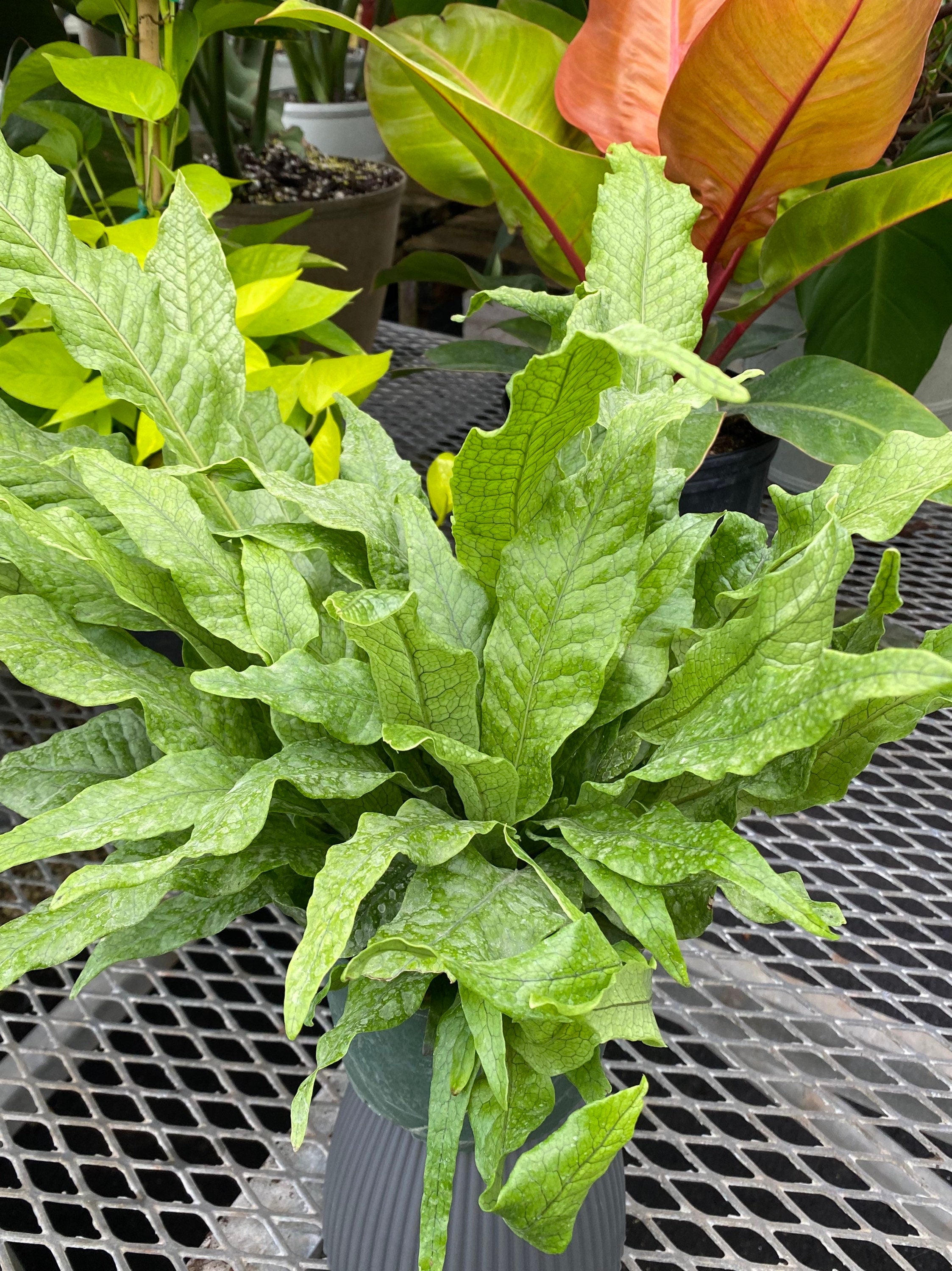 leaves of Crocodile Fern, Crocodylus Fern