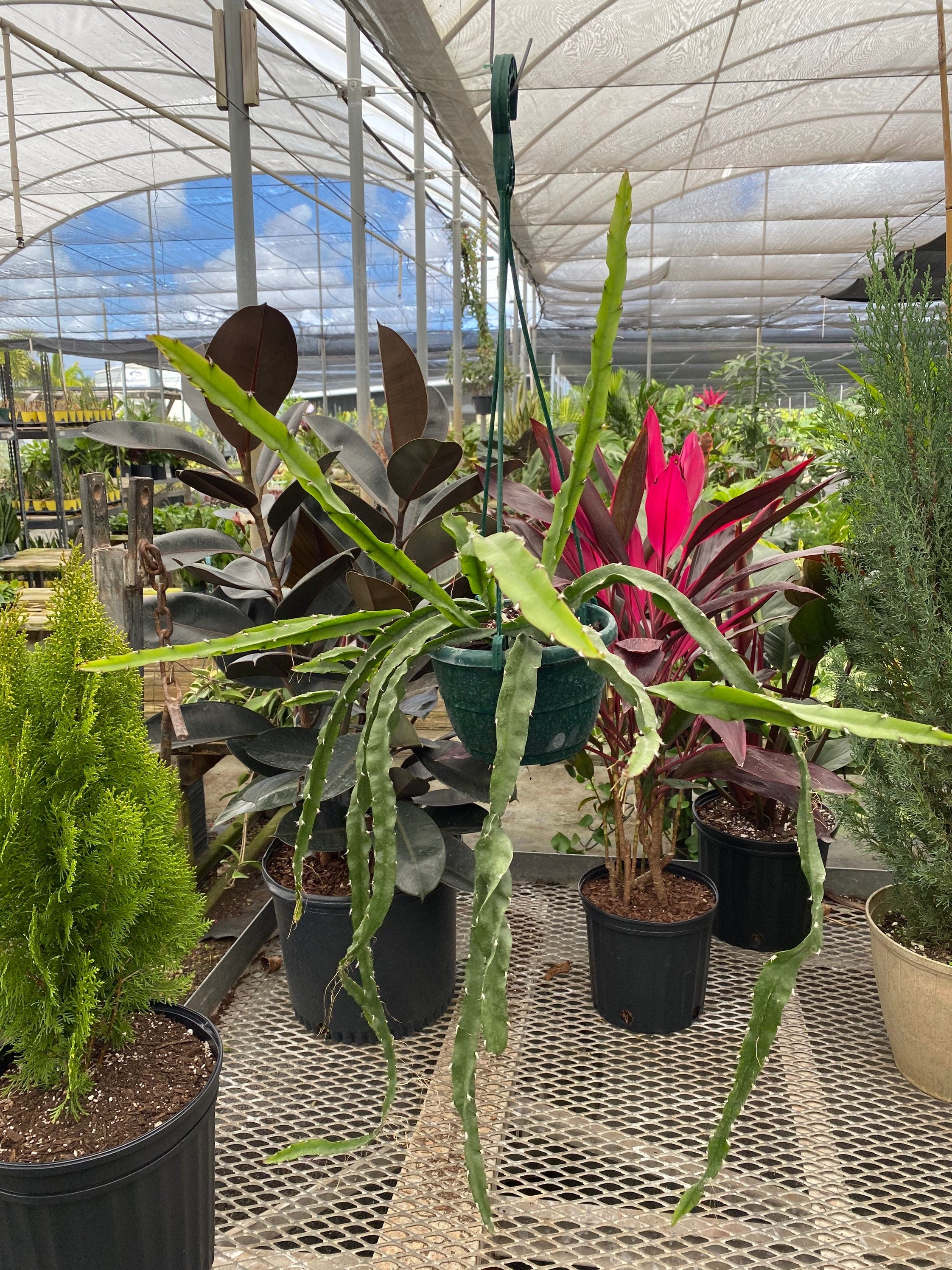 Lepismium Cruciforme, Plant Vines in Hanging Basket, Hurricane or Jungle Cactus outside