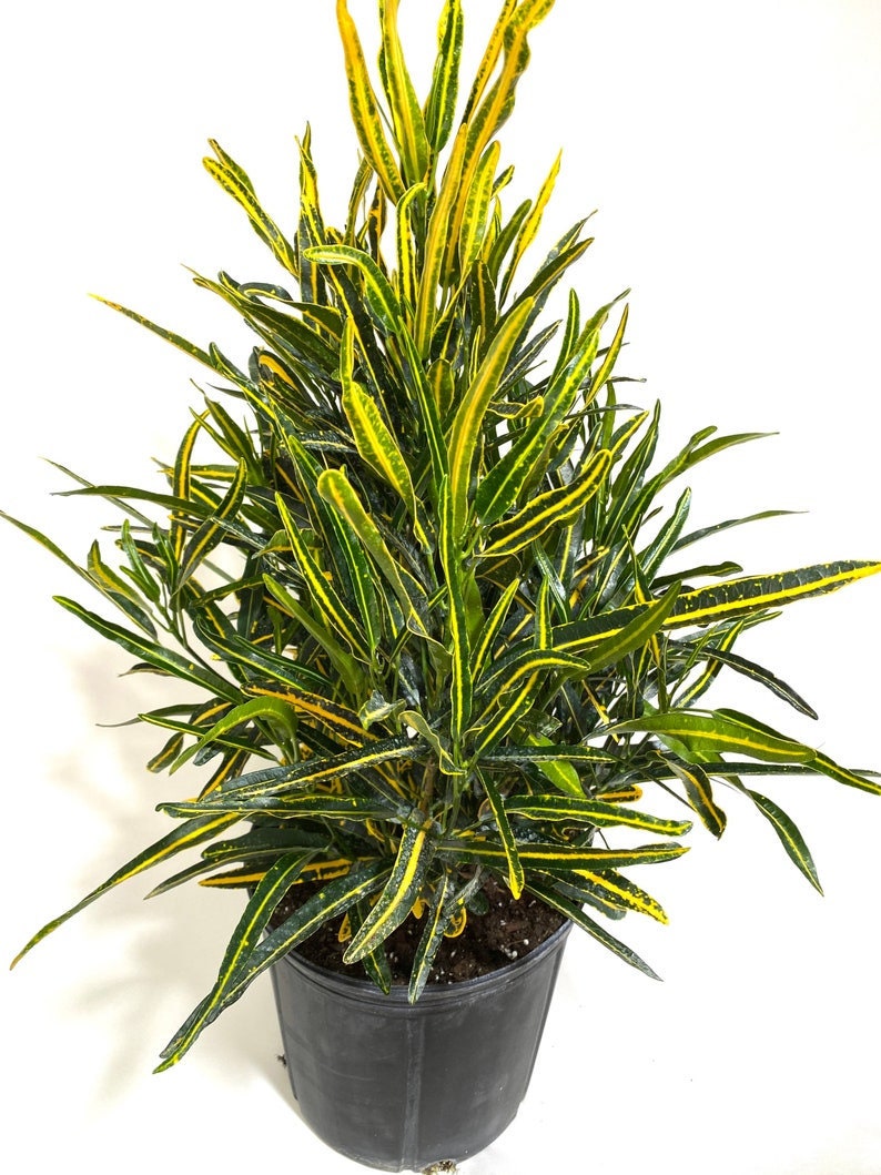 Croton Banana Yellow, Live Tropical Plant indoor or Outdoor front view