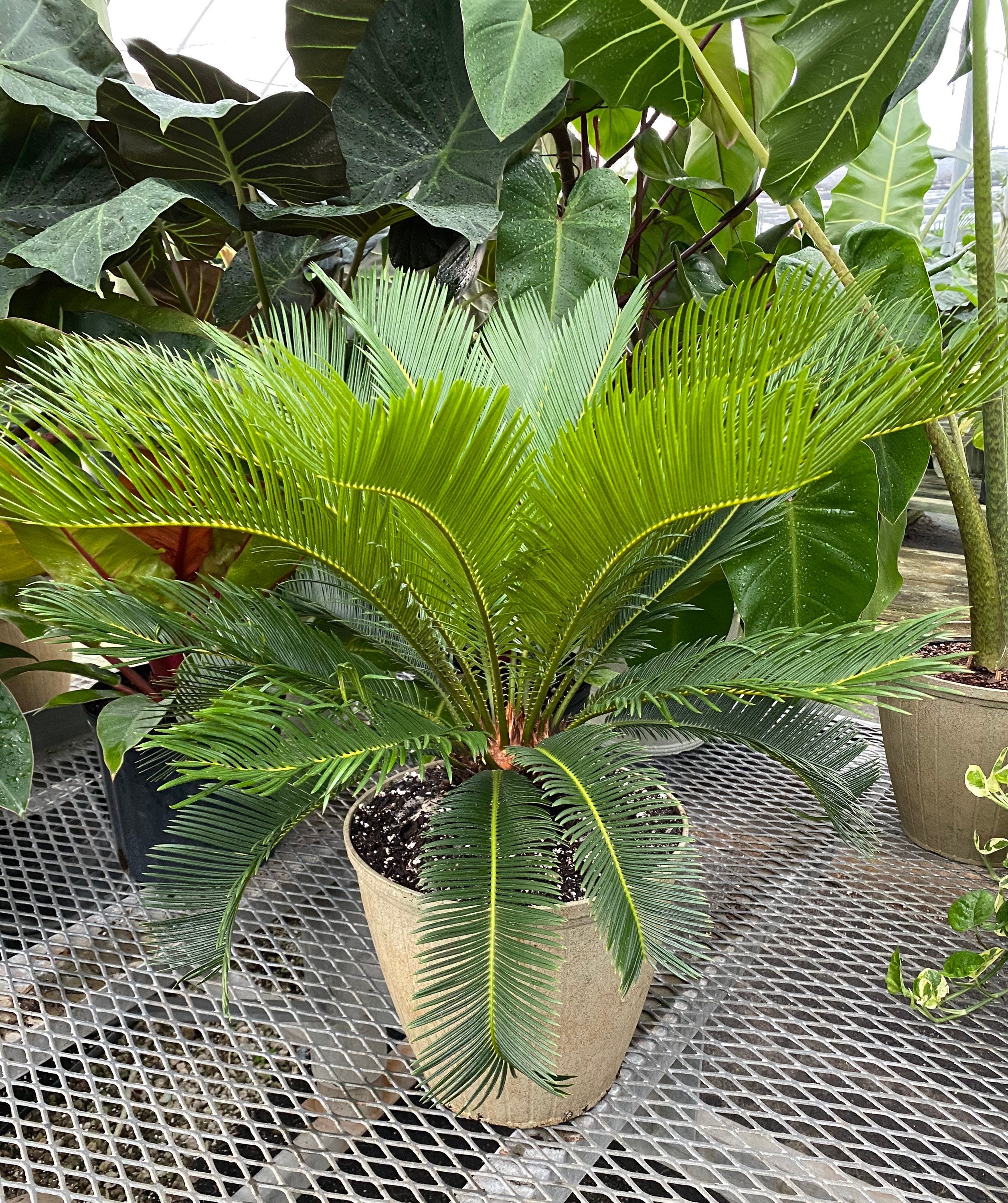 Palm King Sago Palm, Cycas Revoluta, Exotic