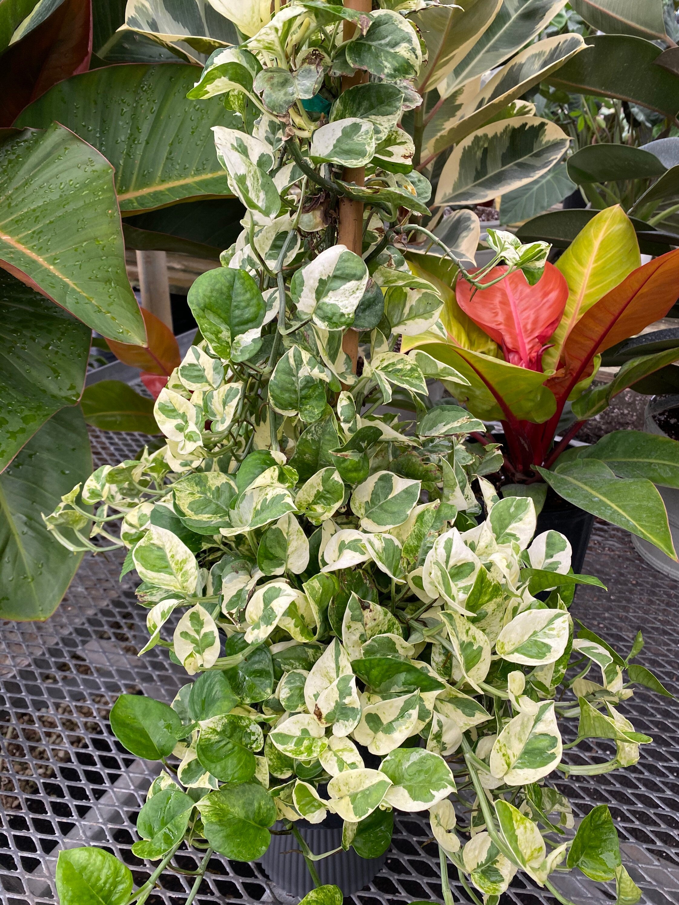 Pothos N&
