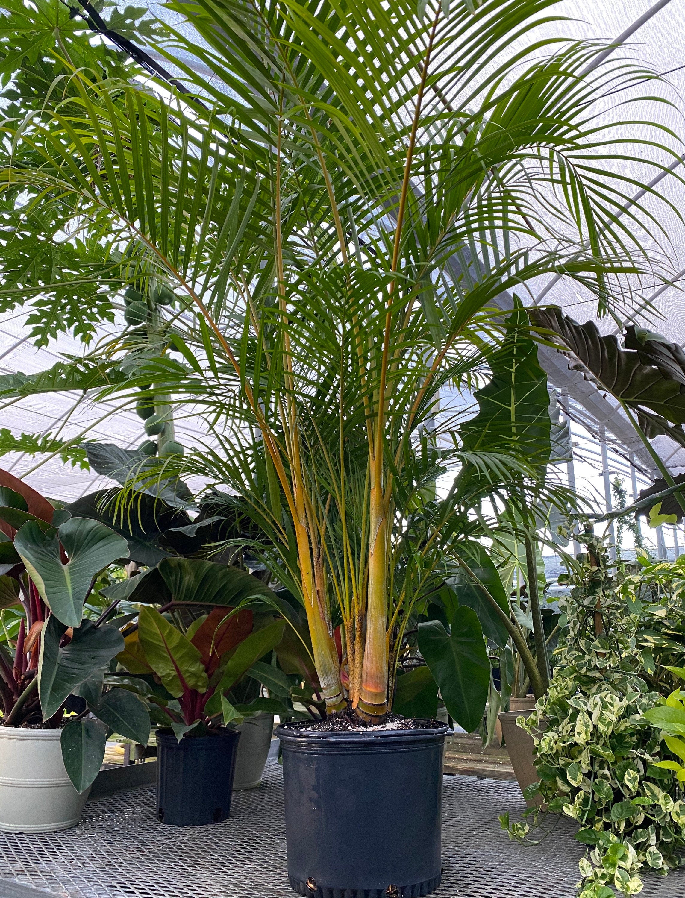 outside view of Areca Palm, Golden Cane, Dypsis Lutescens