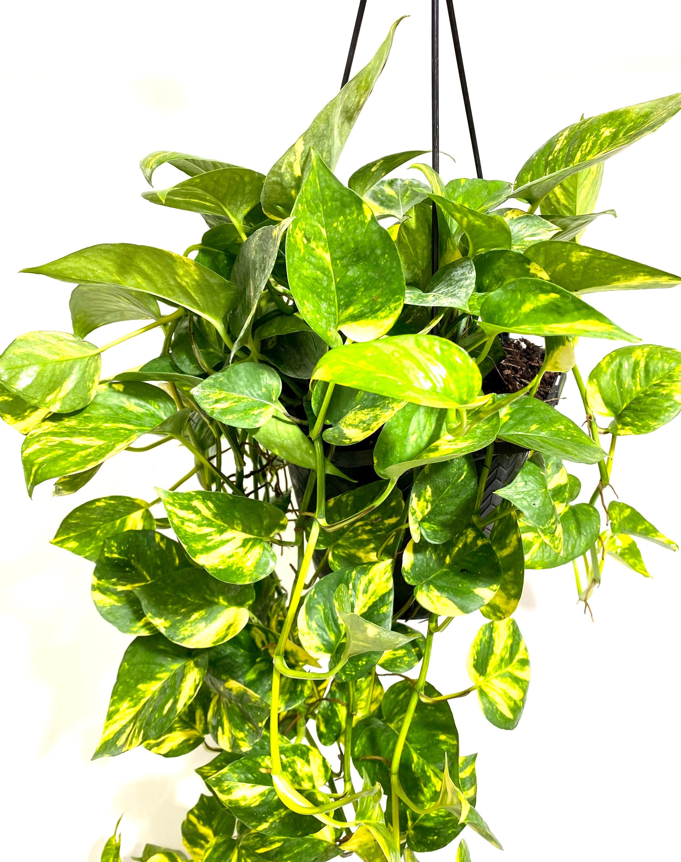 green leaves of Golden Pothos in Hanging Basket, Epipremnum Aureum