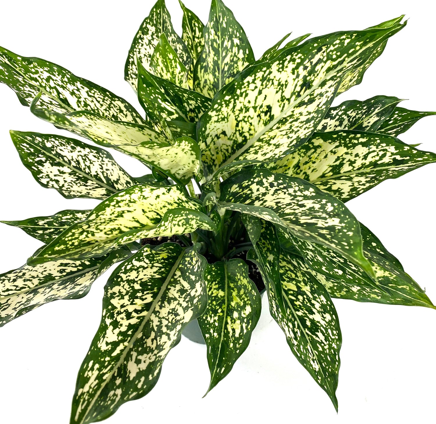 upper view of Aglaonema White Dalmation Chinese Evergreen