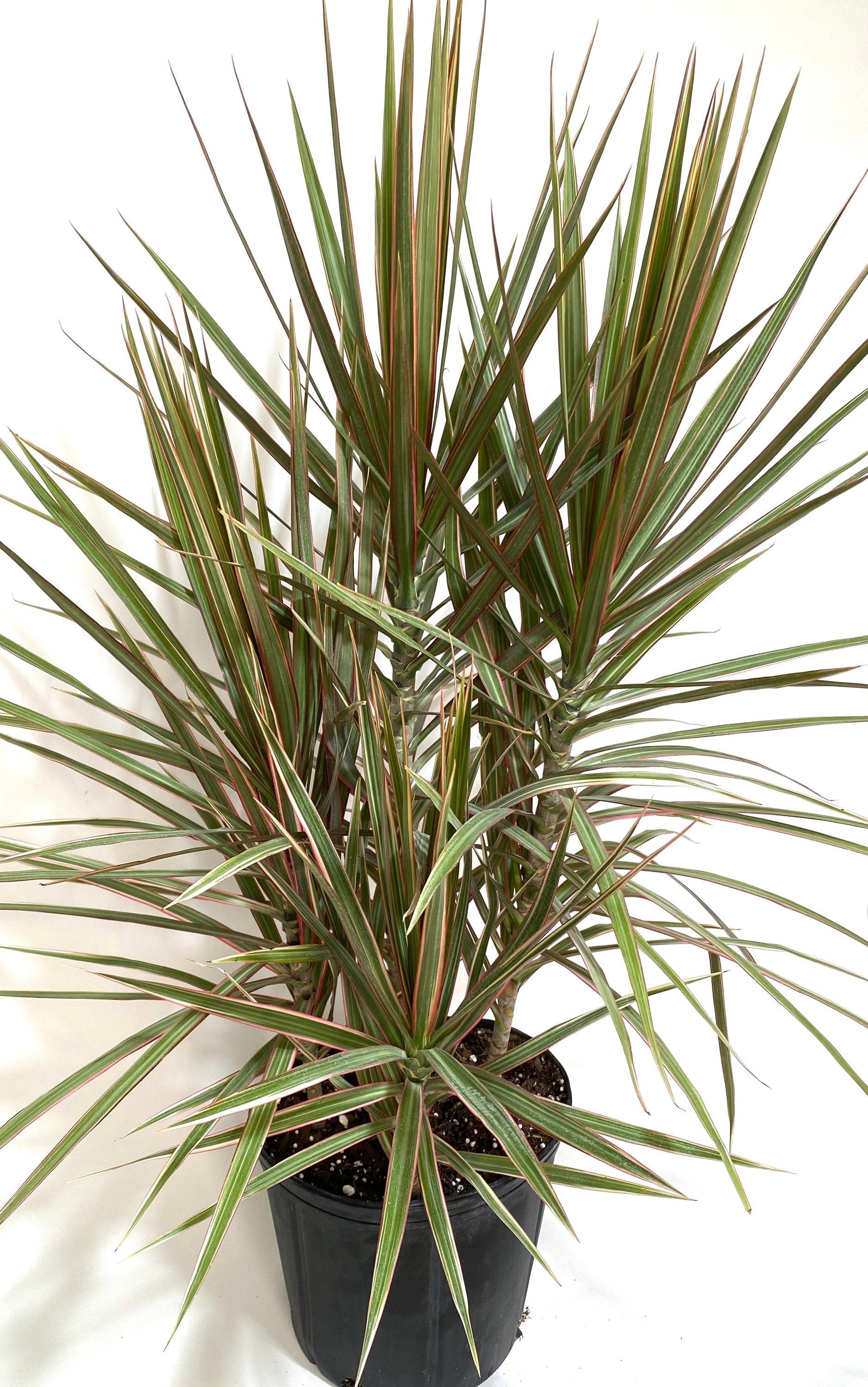 Dracaena Dragon Tree Bicolor Bush