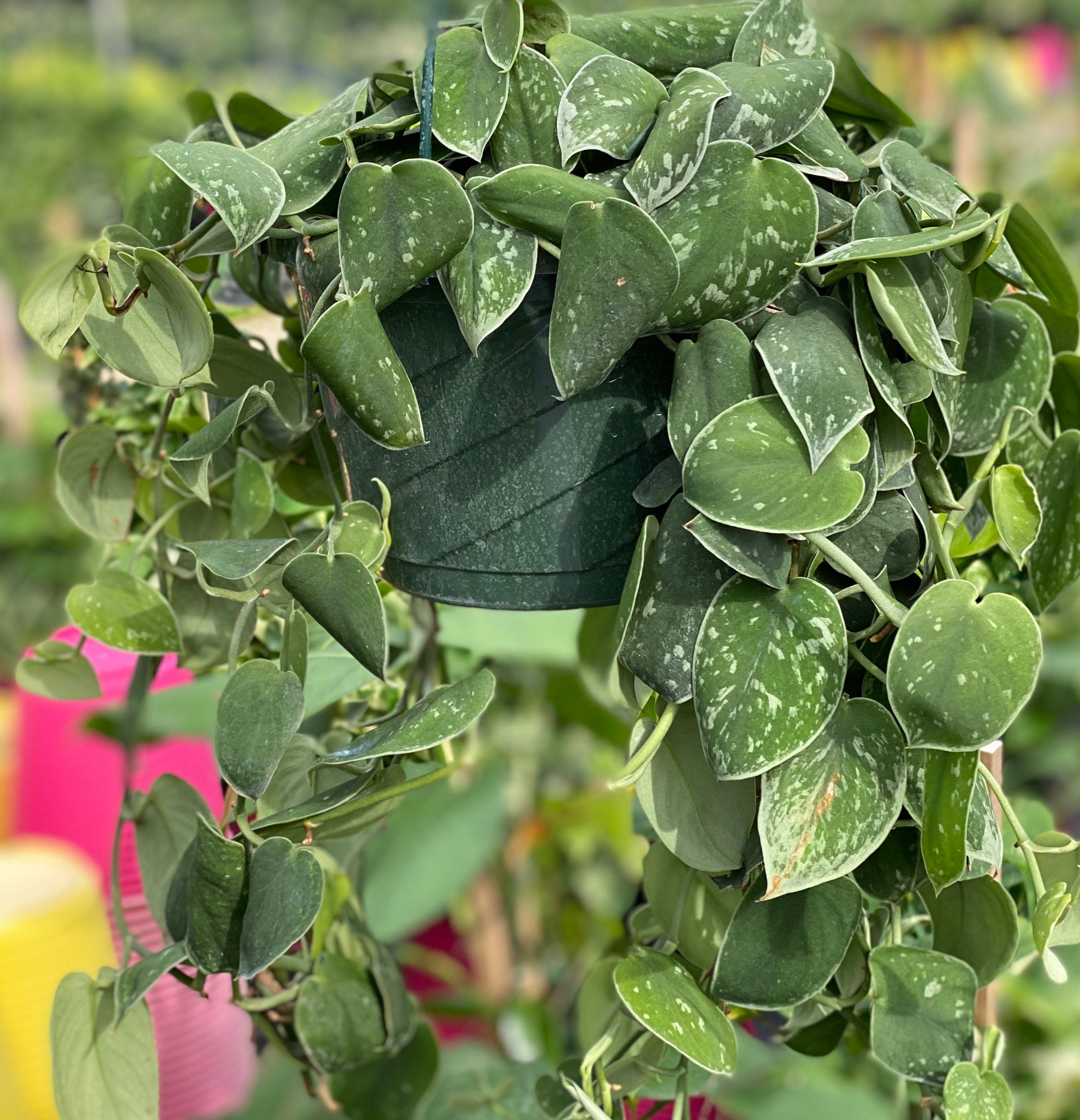 close view of leaves of Pothos Silvery Ann, Variegated Green Silver