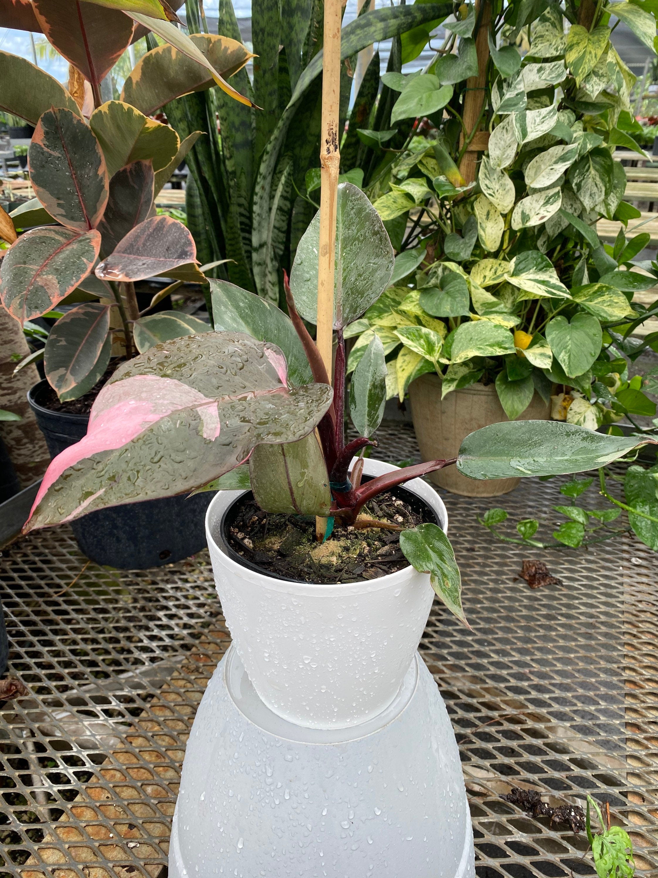 Philodendron Pink Princess in Trellis, Philodendron Erubescens Exotic Plants in pot