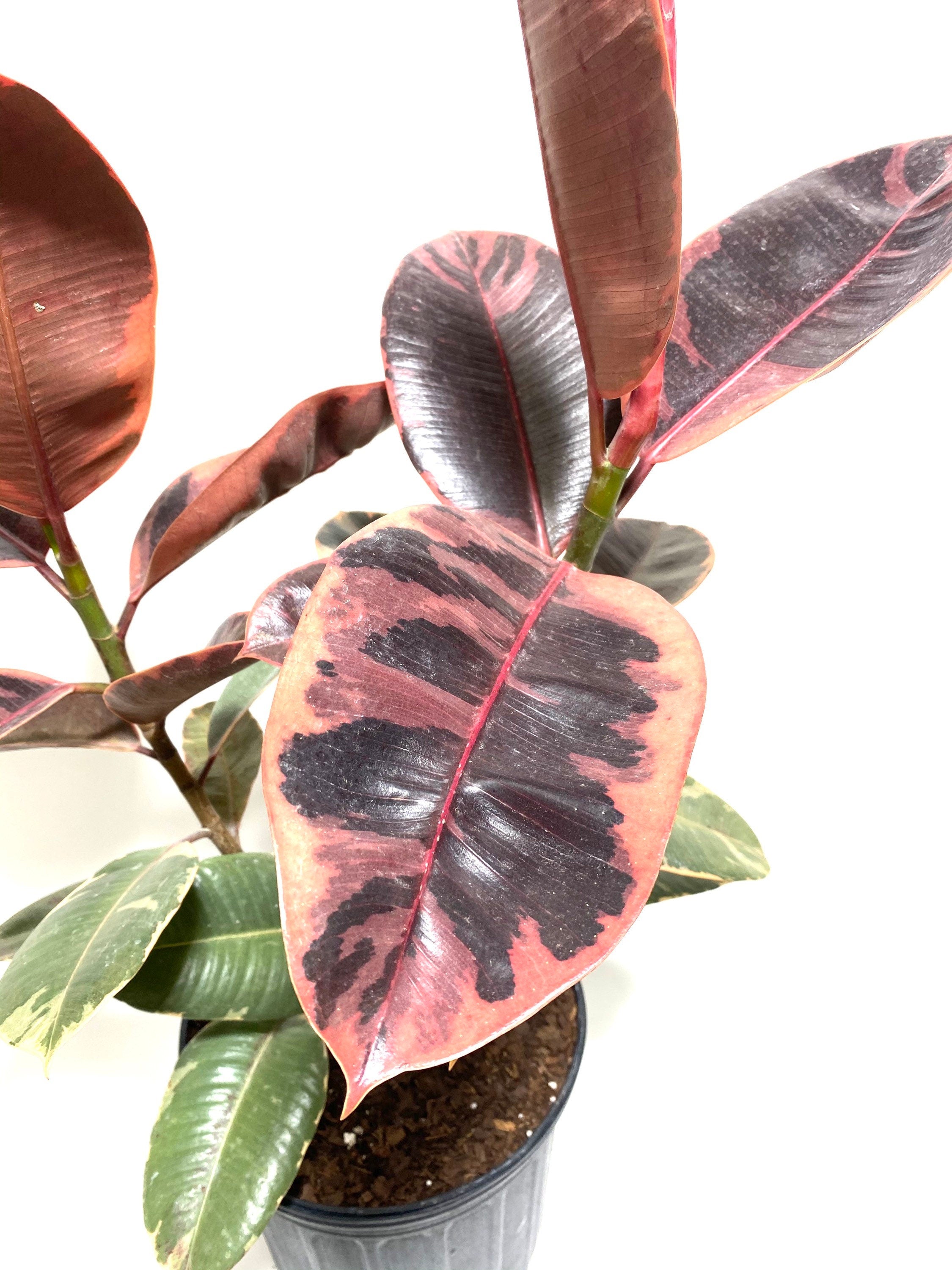 Ficus Ruby Tree Form 2-Stem, Rubber Tree Live Plant Indoor Air Purifier in a leaf