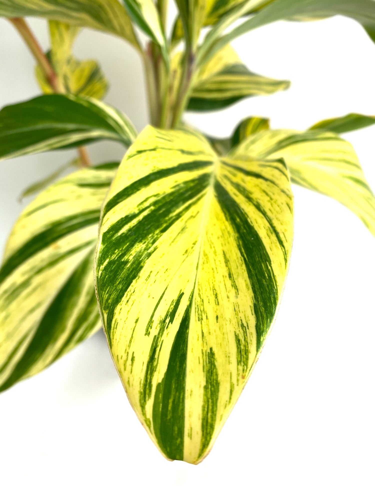 single leaf of Ginger Shell Variegated, Live Tropical Prayer Plant