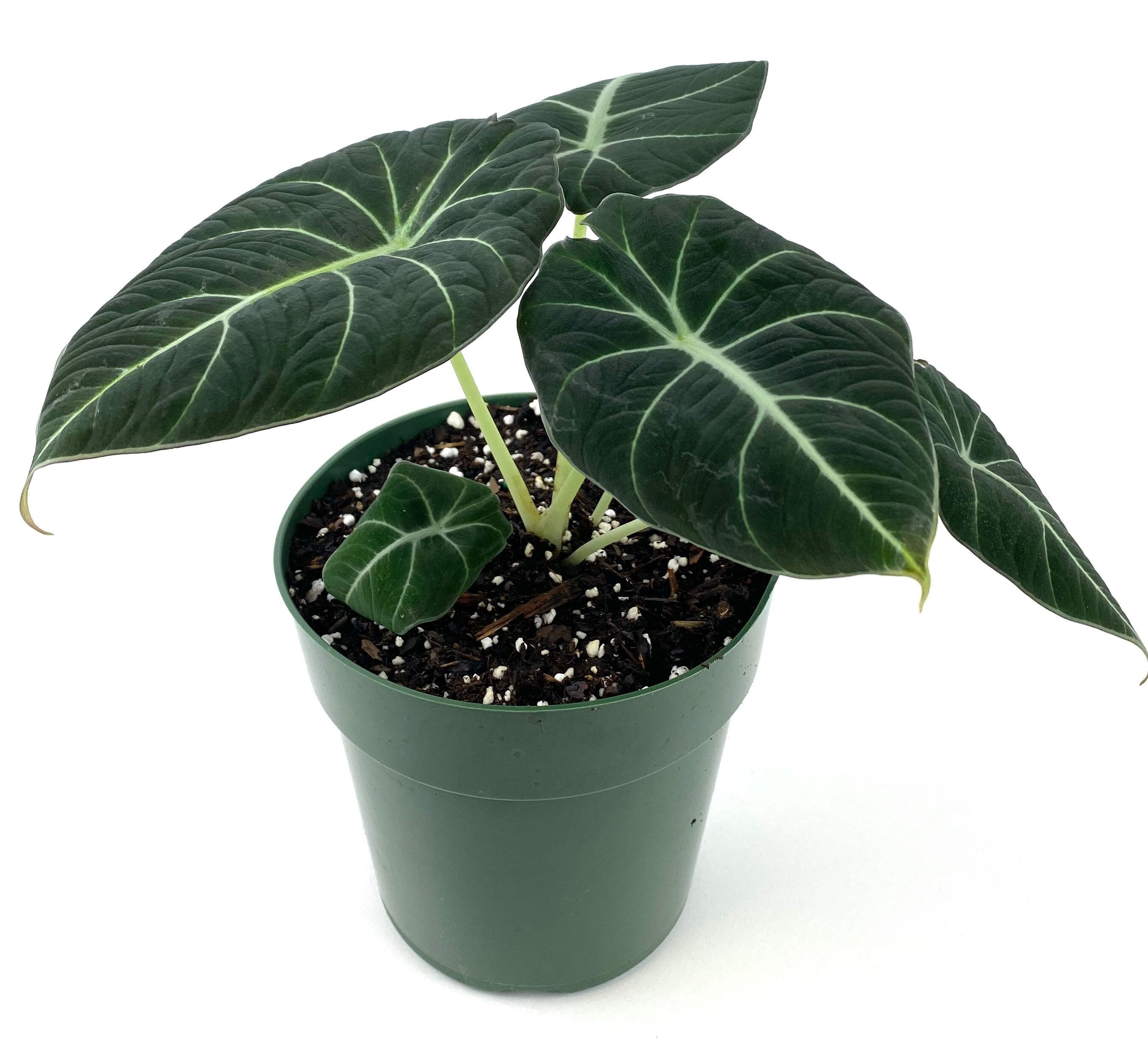 front view of Alocasia Reginula Black Velvet, Live Indoor Plant in a green pot