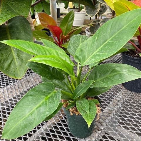 leaves of Philodendron Imperial Green