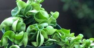 leaves of Hoya Carnosa Hindu Rope in Hanging Basket, Krinkle Kurl