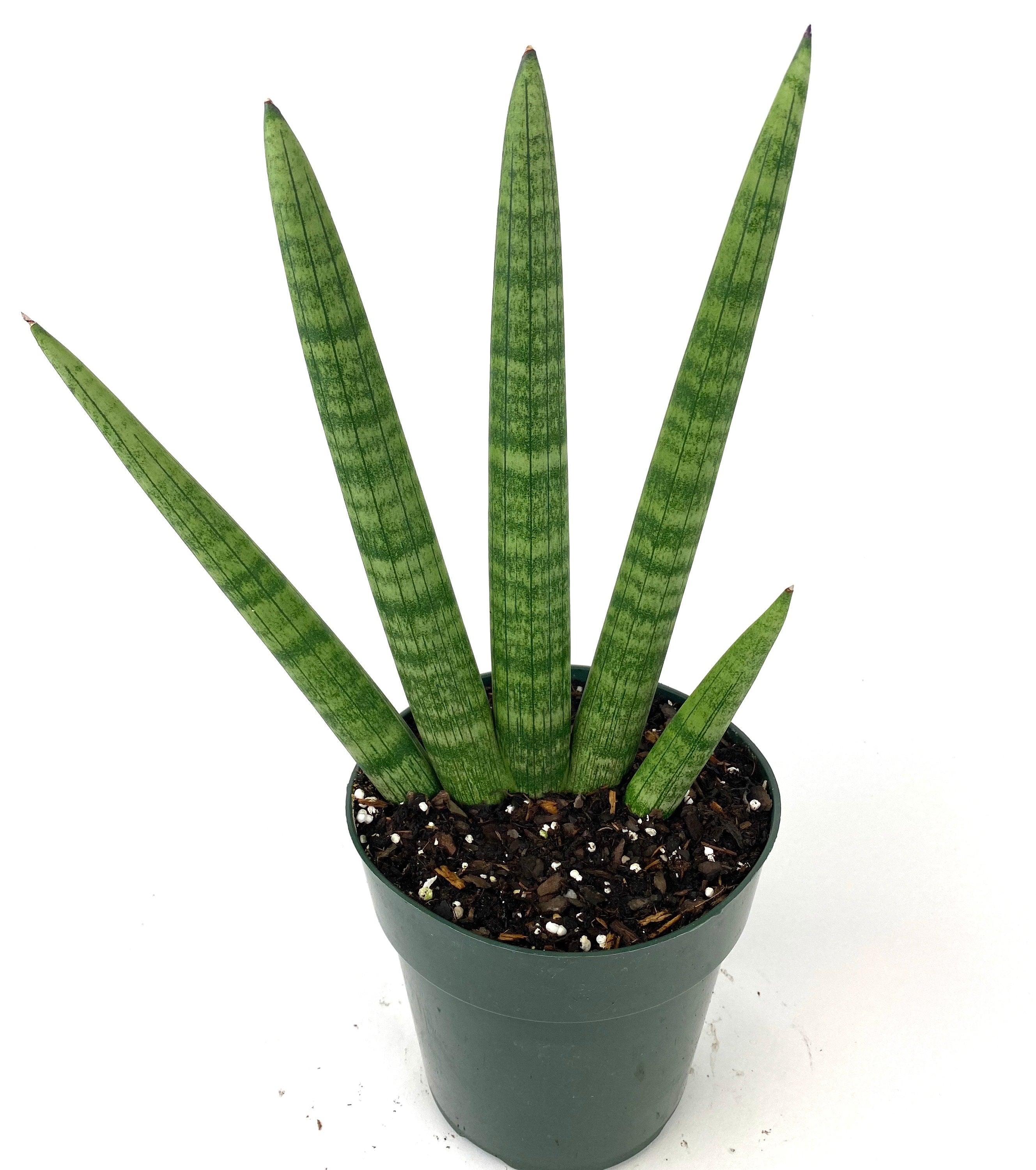 Sansevieria Star Fish Live Plant