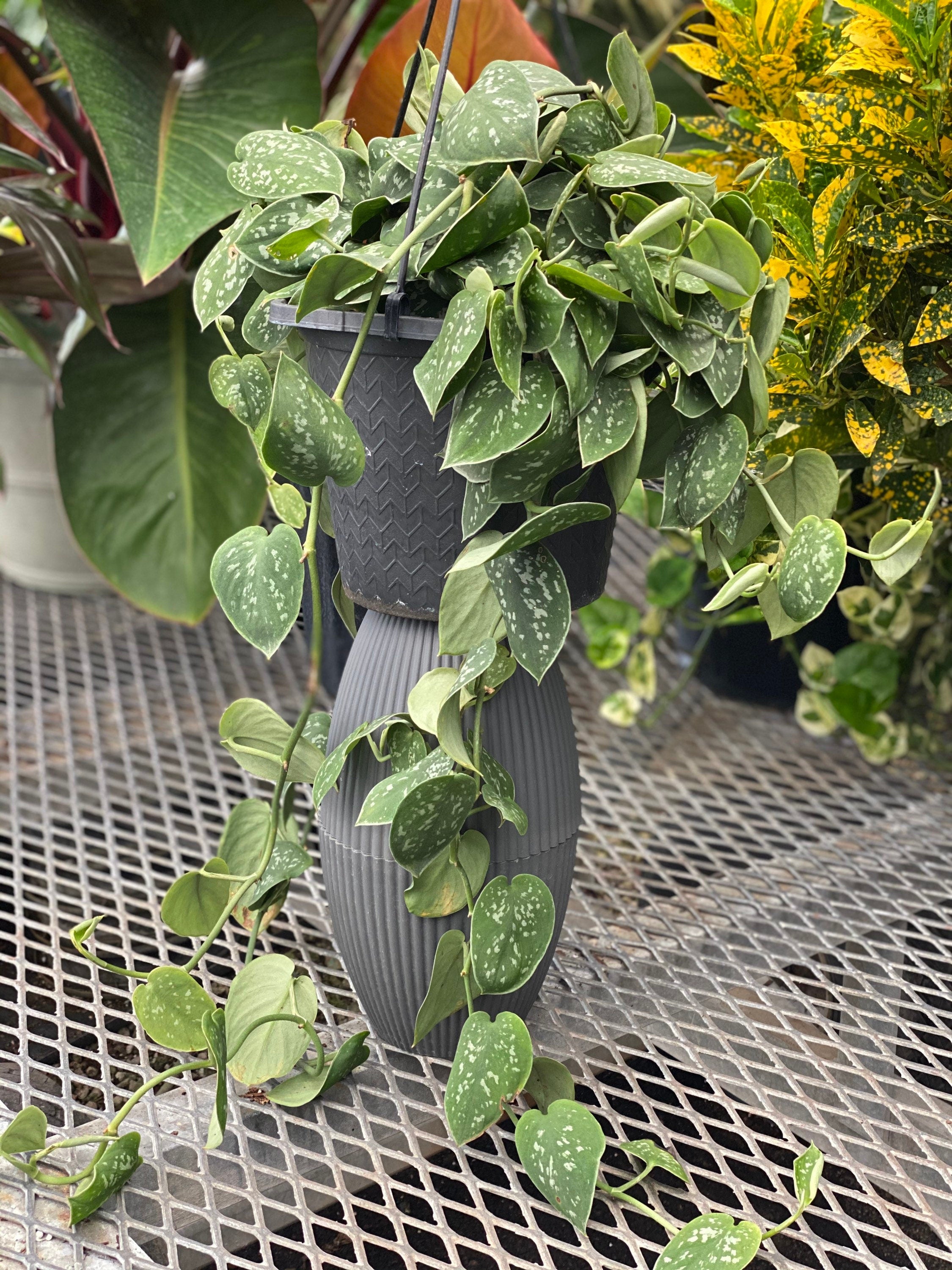 leaves of Pothos Silvery Ann, Variegated Green Silver