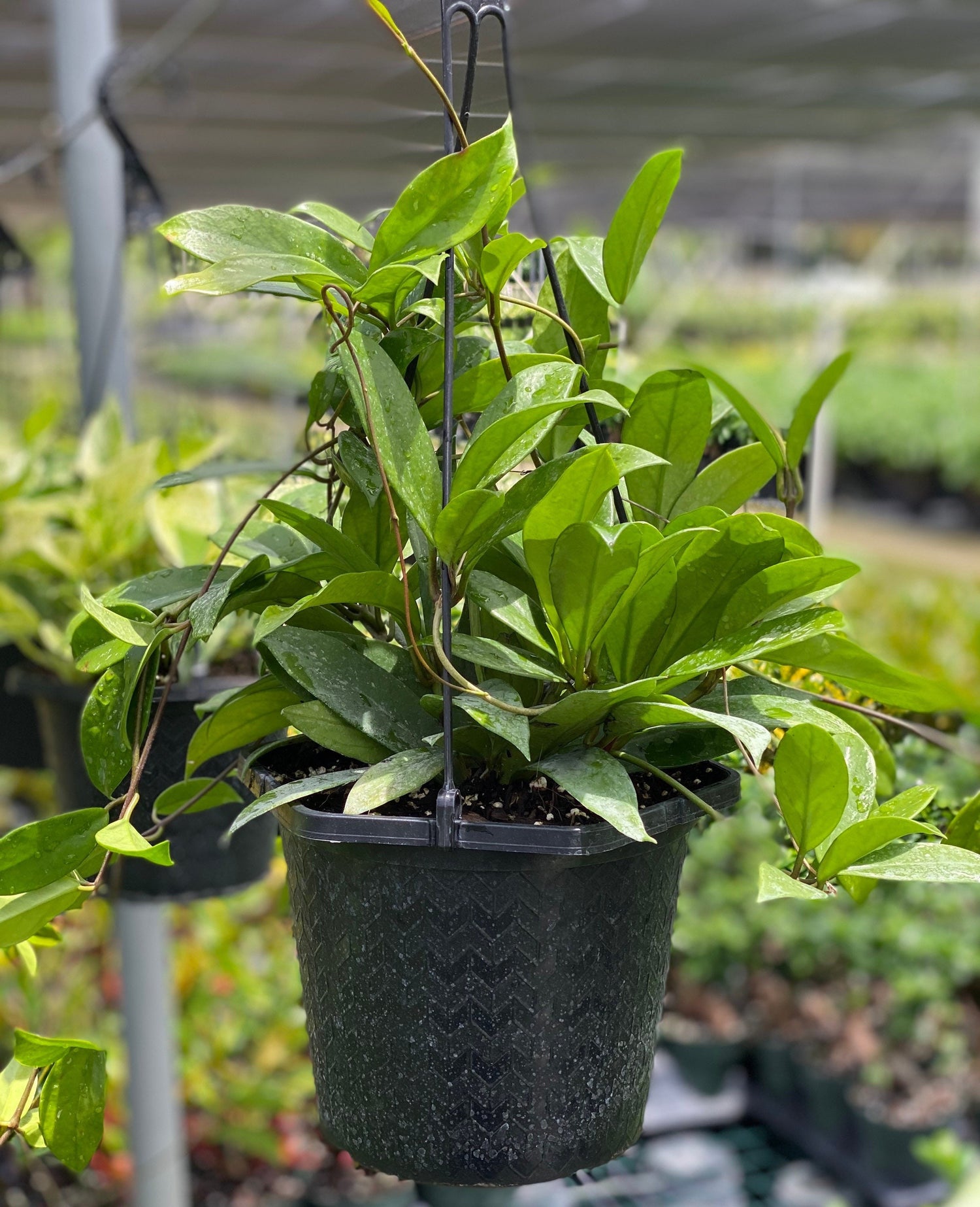Hoya Publicalyx Splash in Hanging Basket, Live Plant Variegated in a green pot